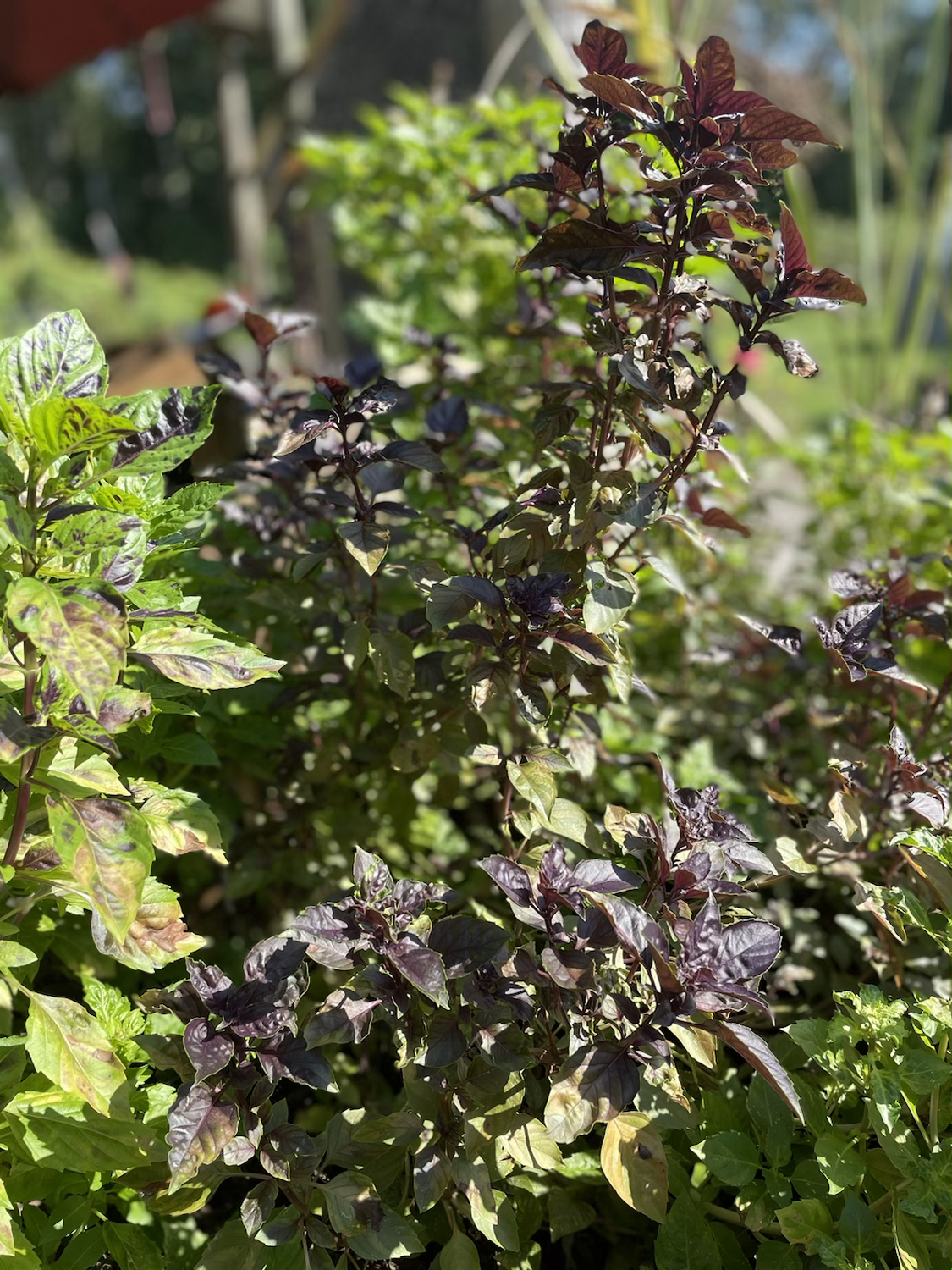 Fresh Cut Herbs image 1