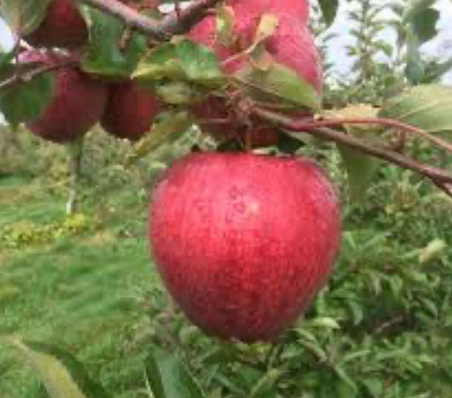 Gala Apples image 0