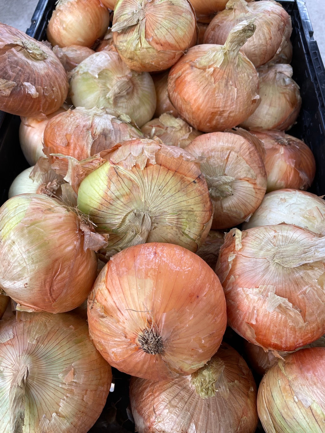 Sweet Onions- each image 1