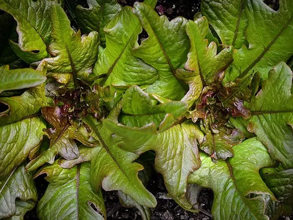Bronze Beauty Lettuce image 1