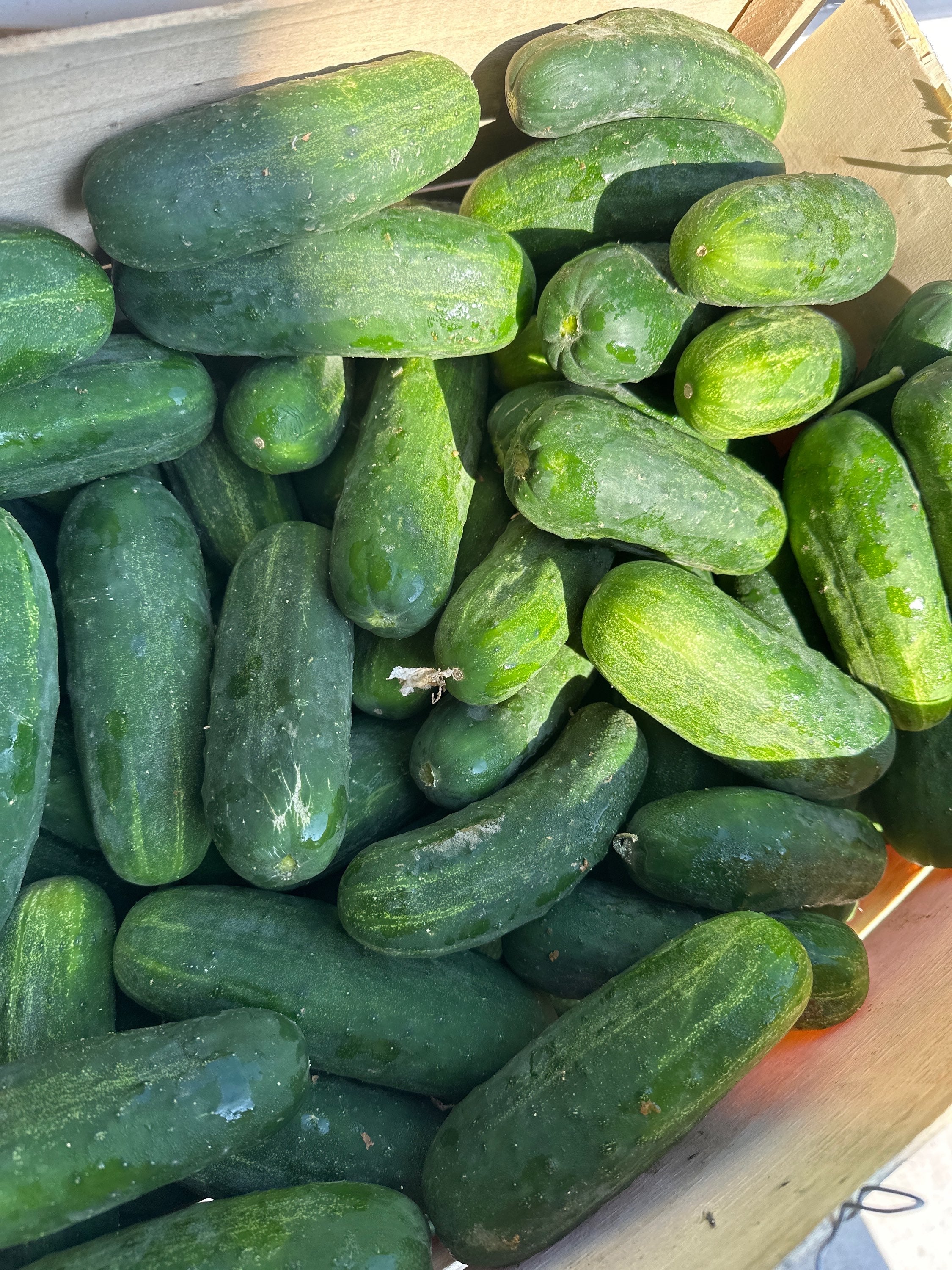 Kirby Pickling cucumbers image 0