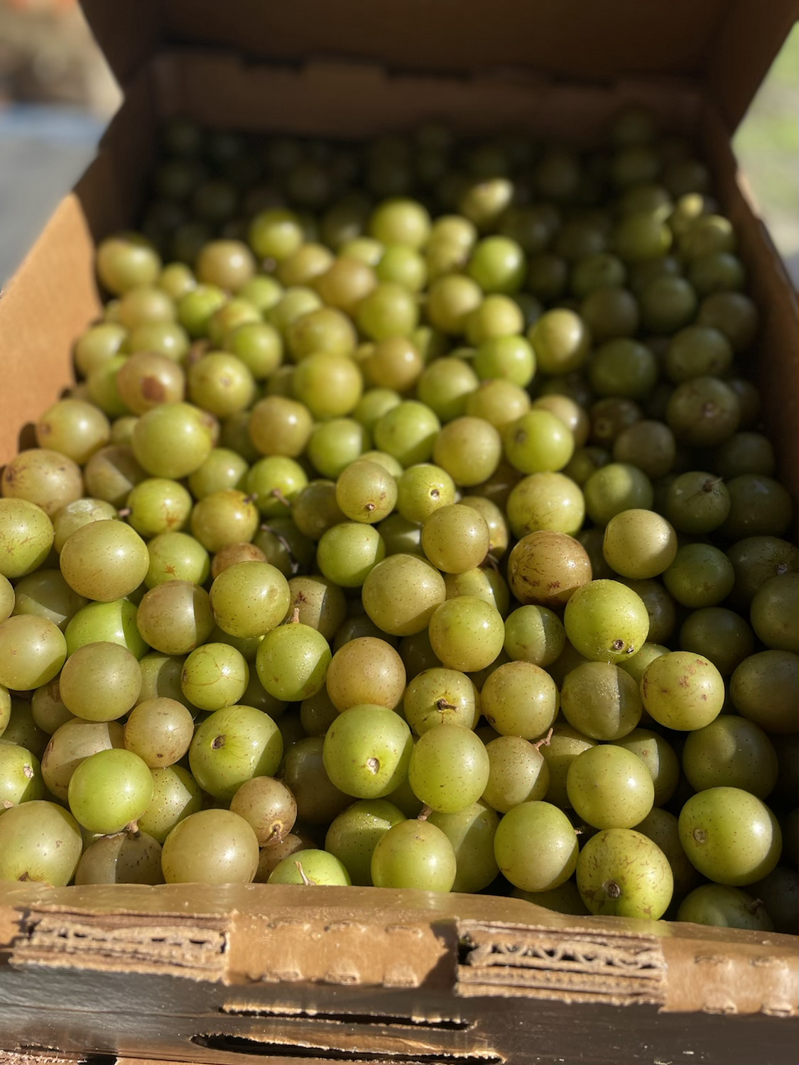 Bronze Scuppernong Grapes image 0