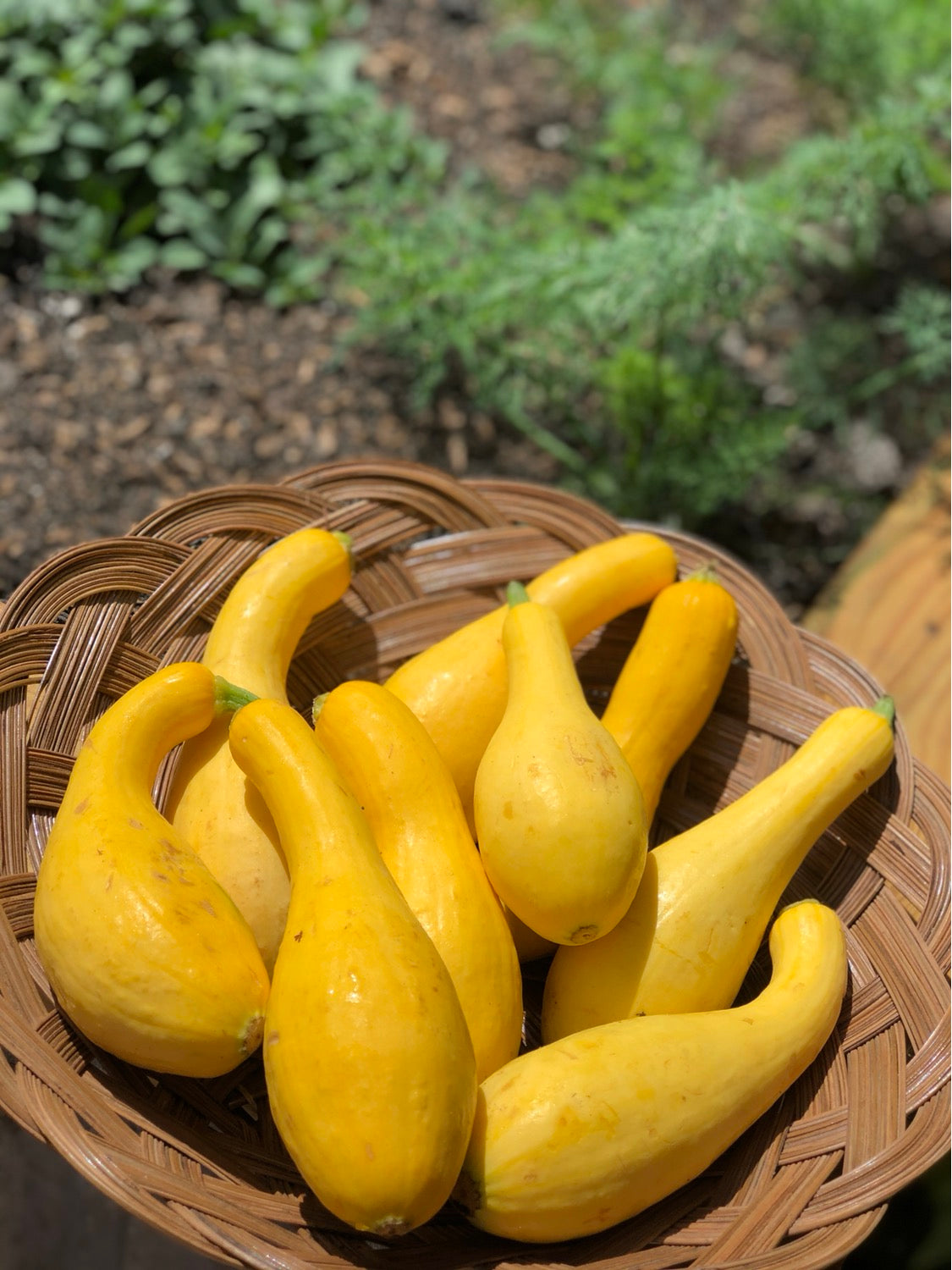 Yellow Squash per pound image 0
