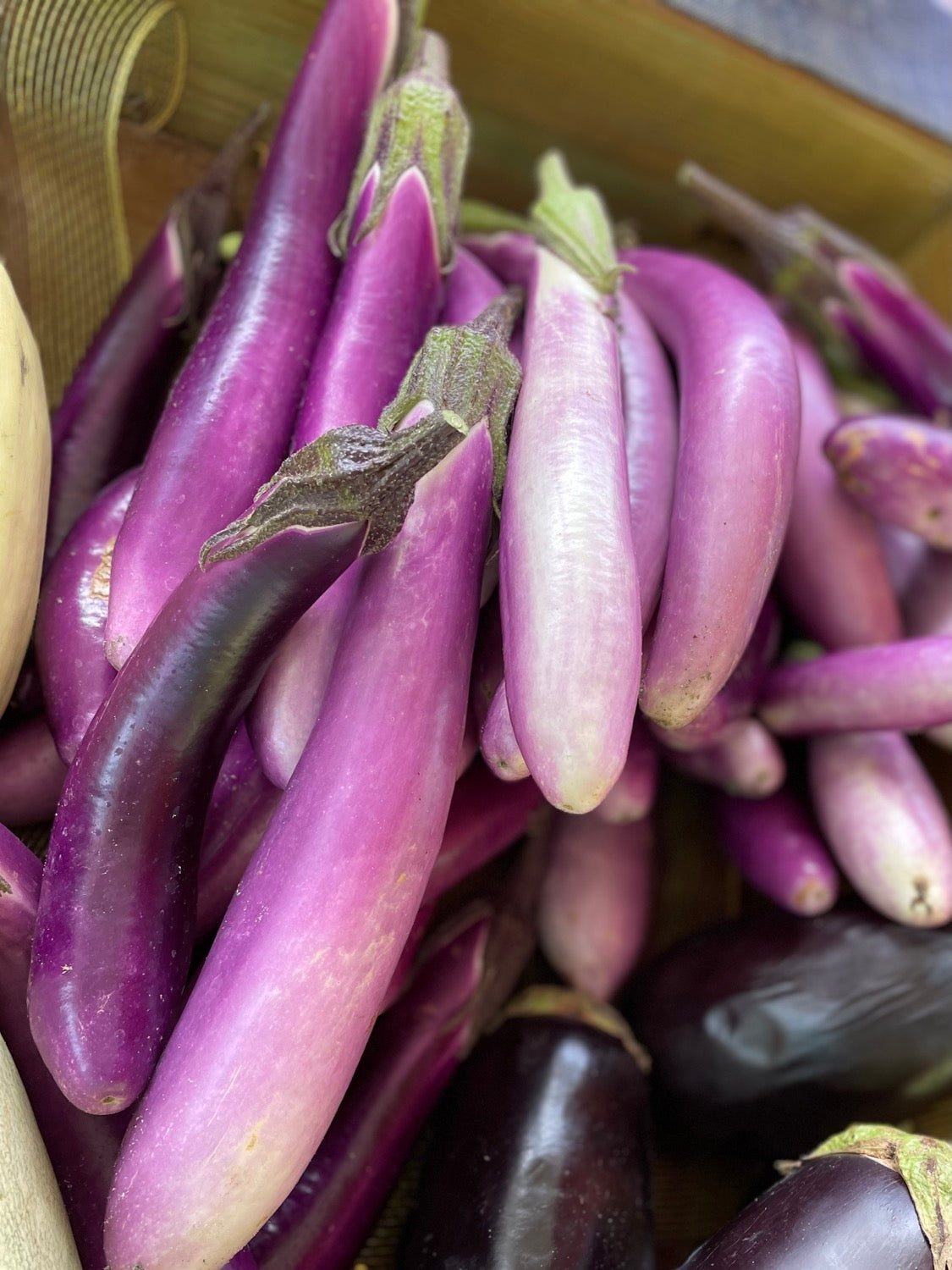 Japanese Eggplant - each image 1