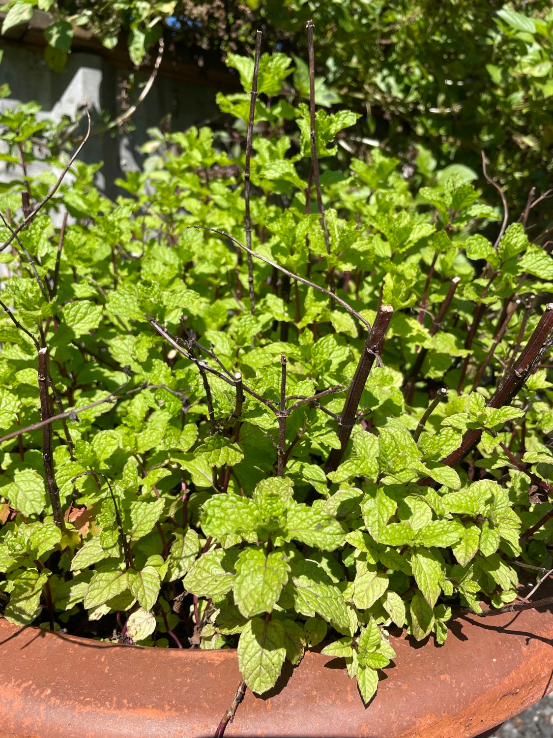 Fresh Cut Herbs image 5