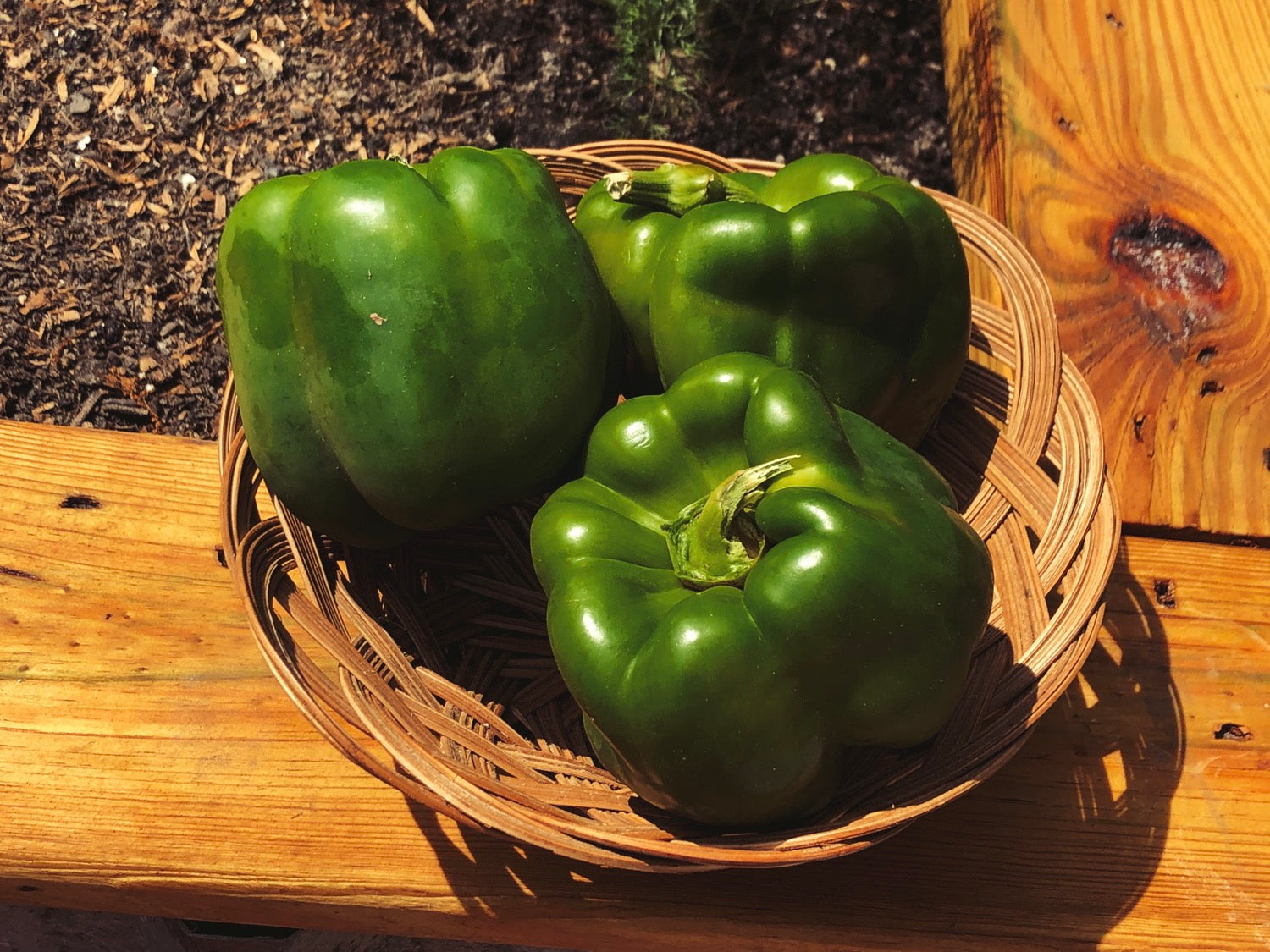 Green Bell Pepper image 0