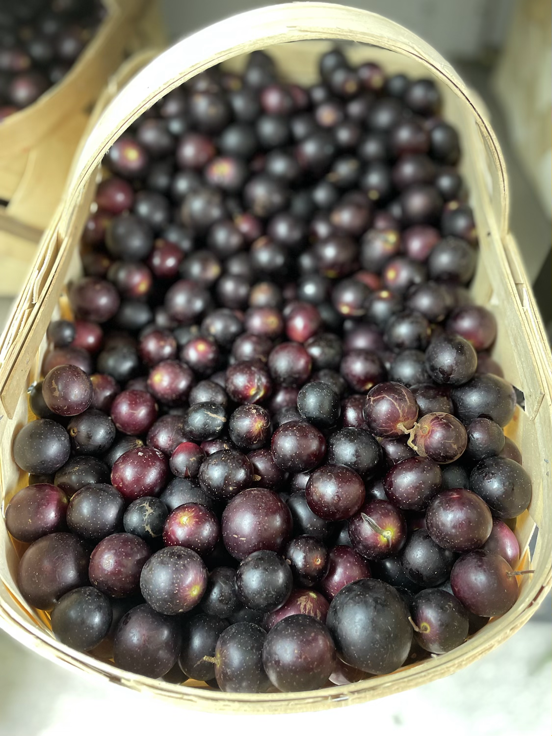 Muscadine Grapes - pound image 0