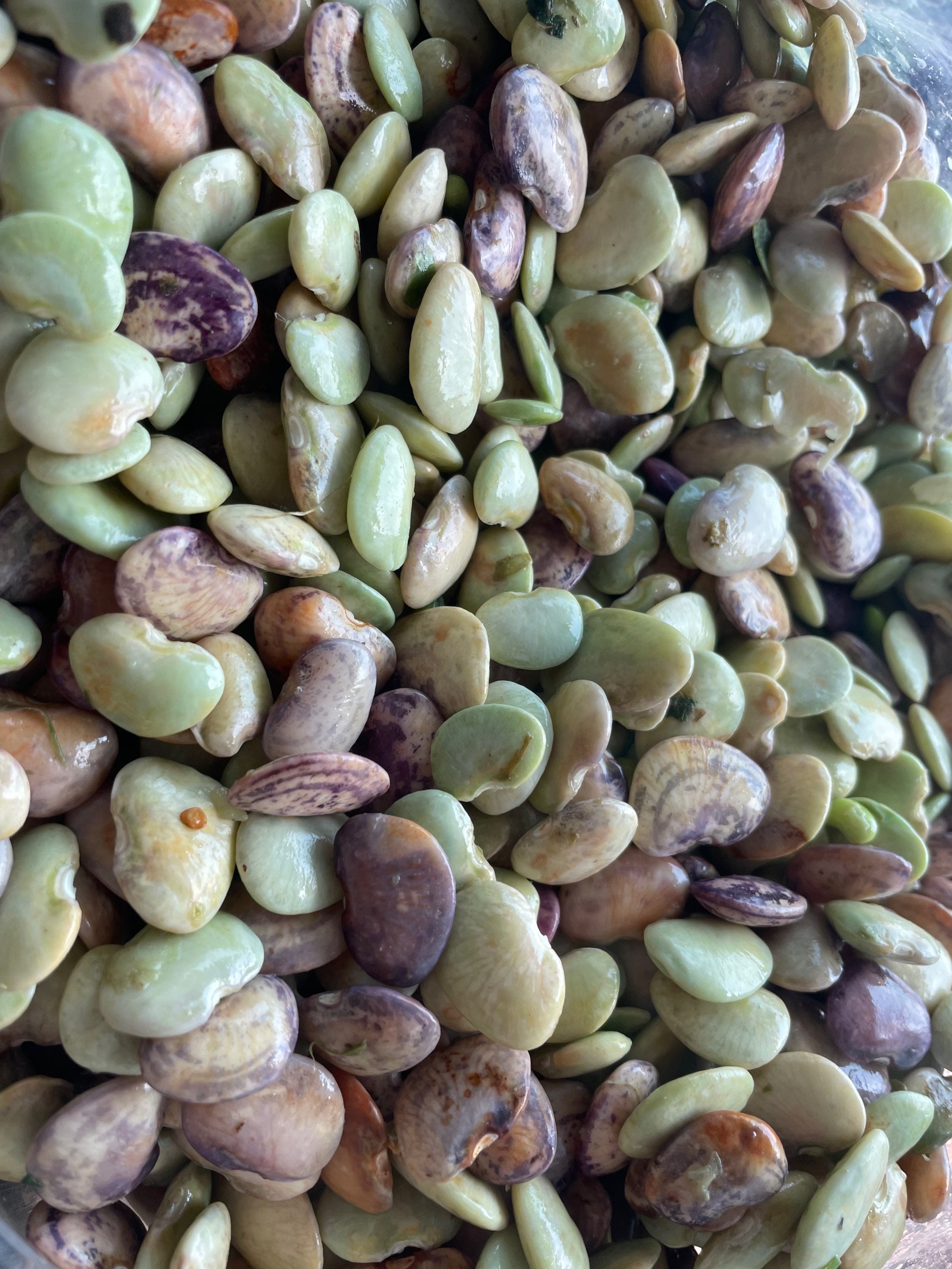 Speckled Butter Beans- 1 #  image 0
