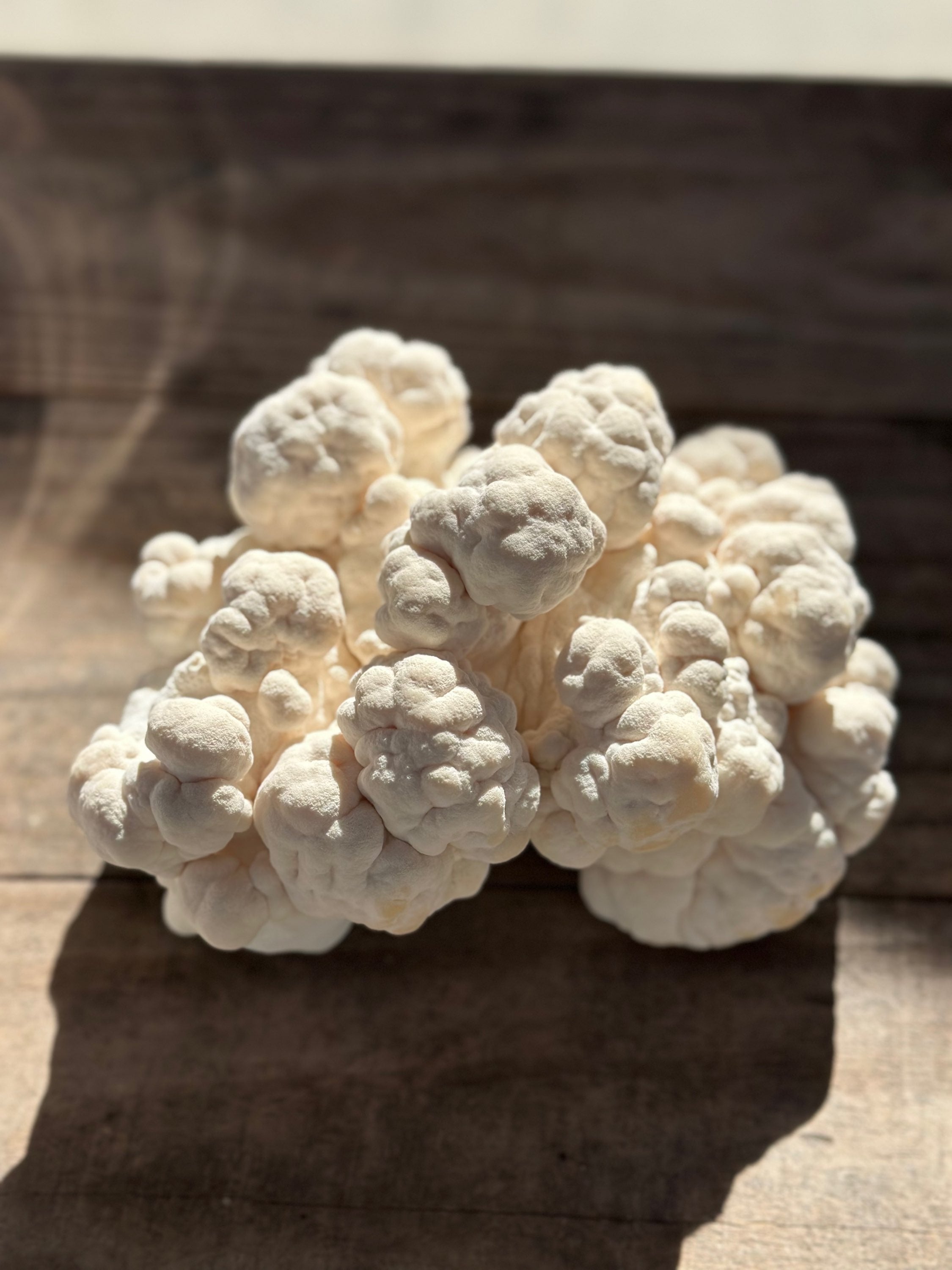 Lions Mane Mushrooms 8oz image 0