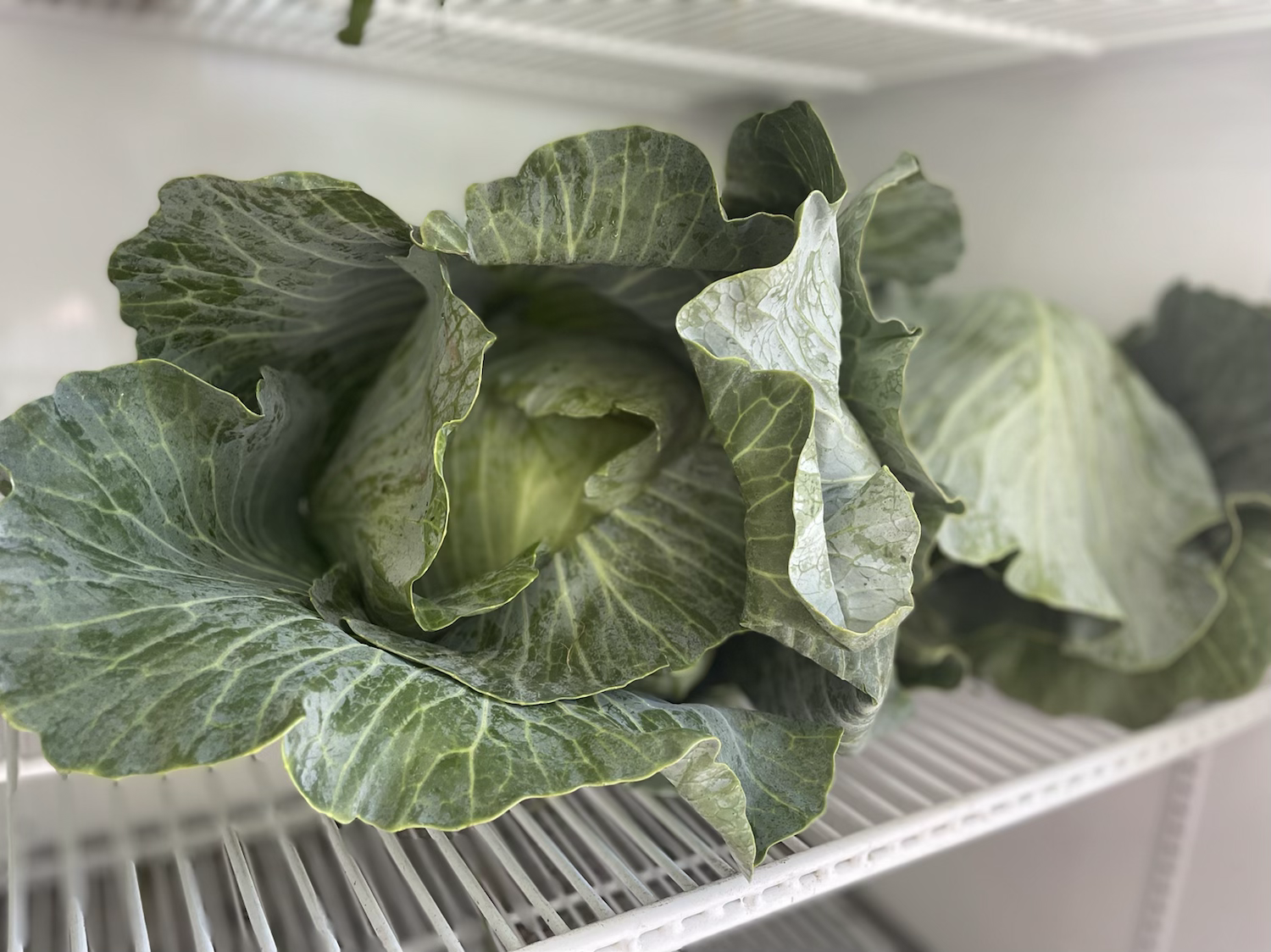 Green Cabbage  image 0