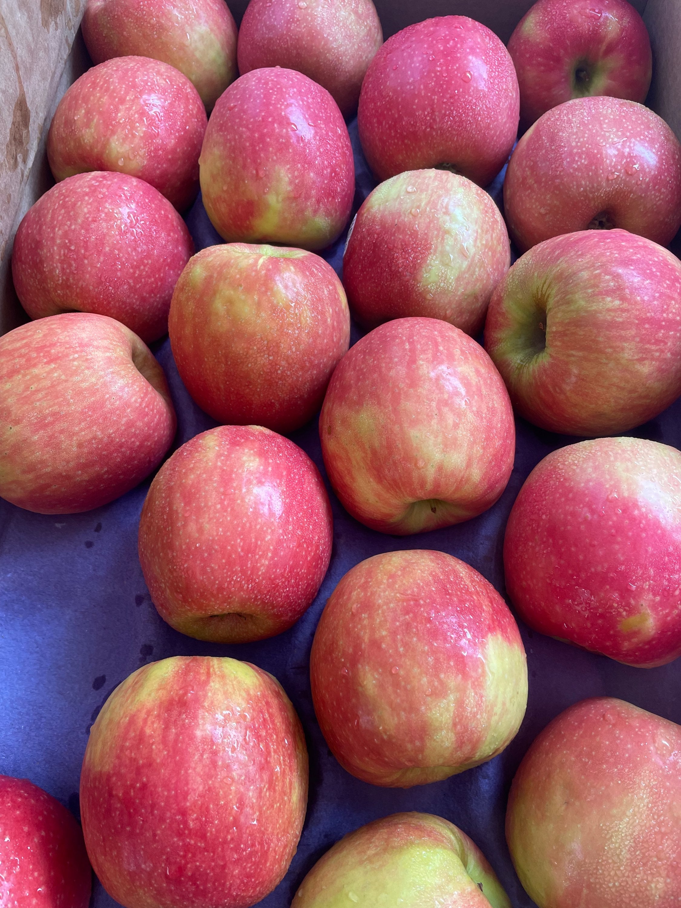 Pink Lady Apples image 0