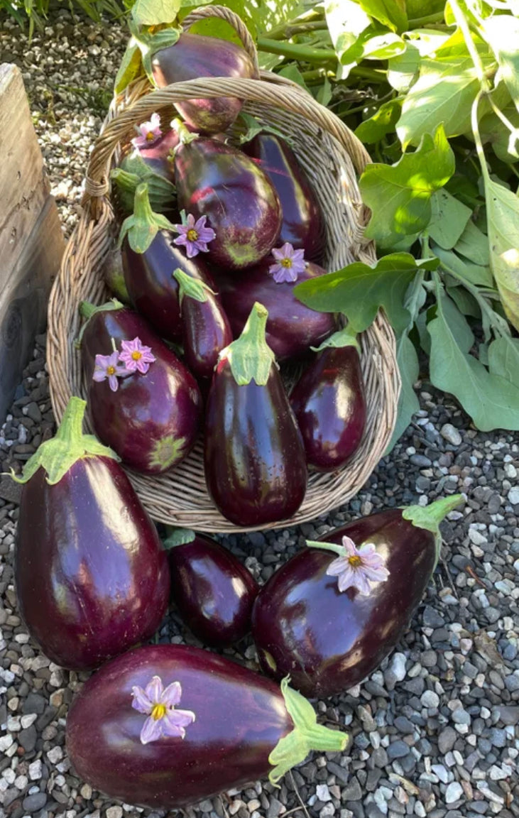 Black beauty eggplant  image 0