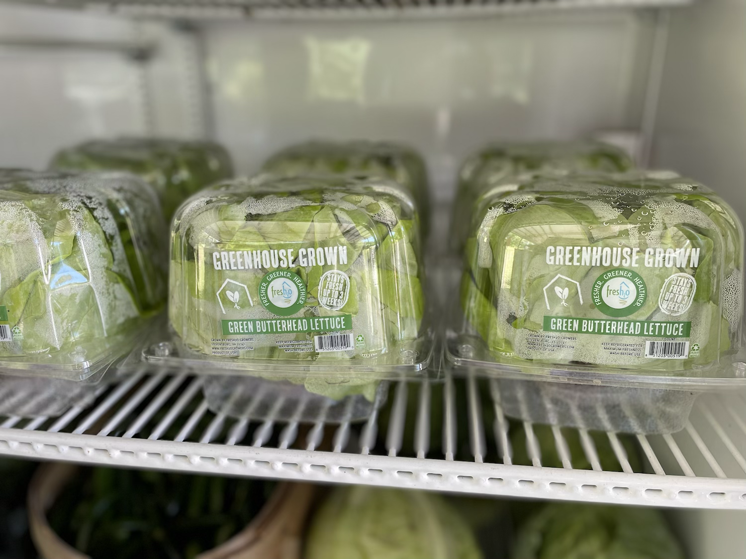 Butter Lettuce  image 0