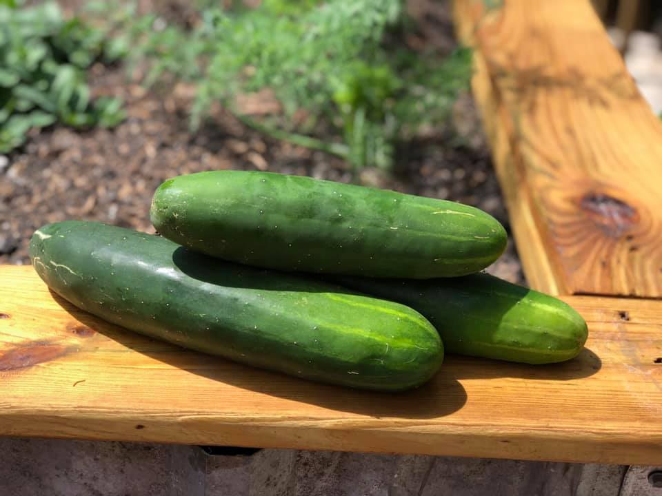 Fresh Slicing Cucumbers image 0
