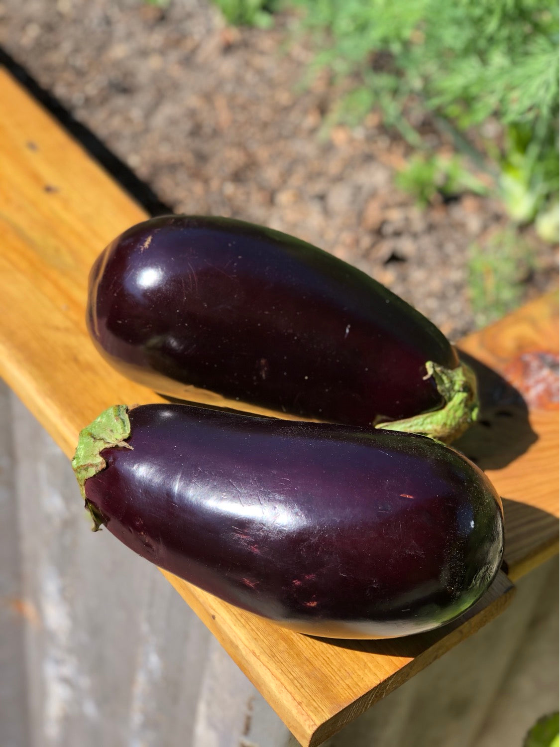 Black beauty eggplant  image 1