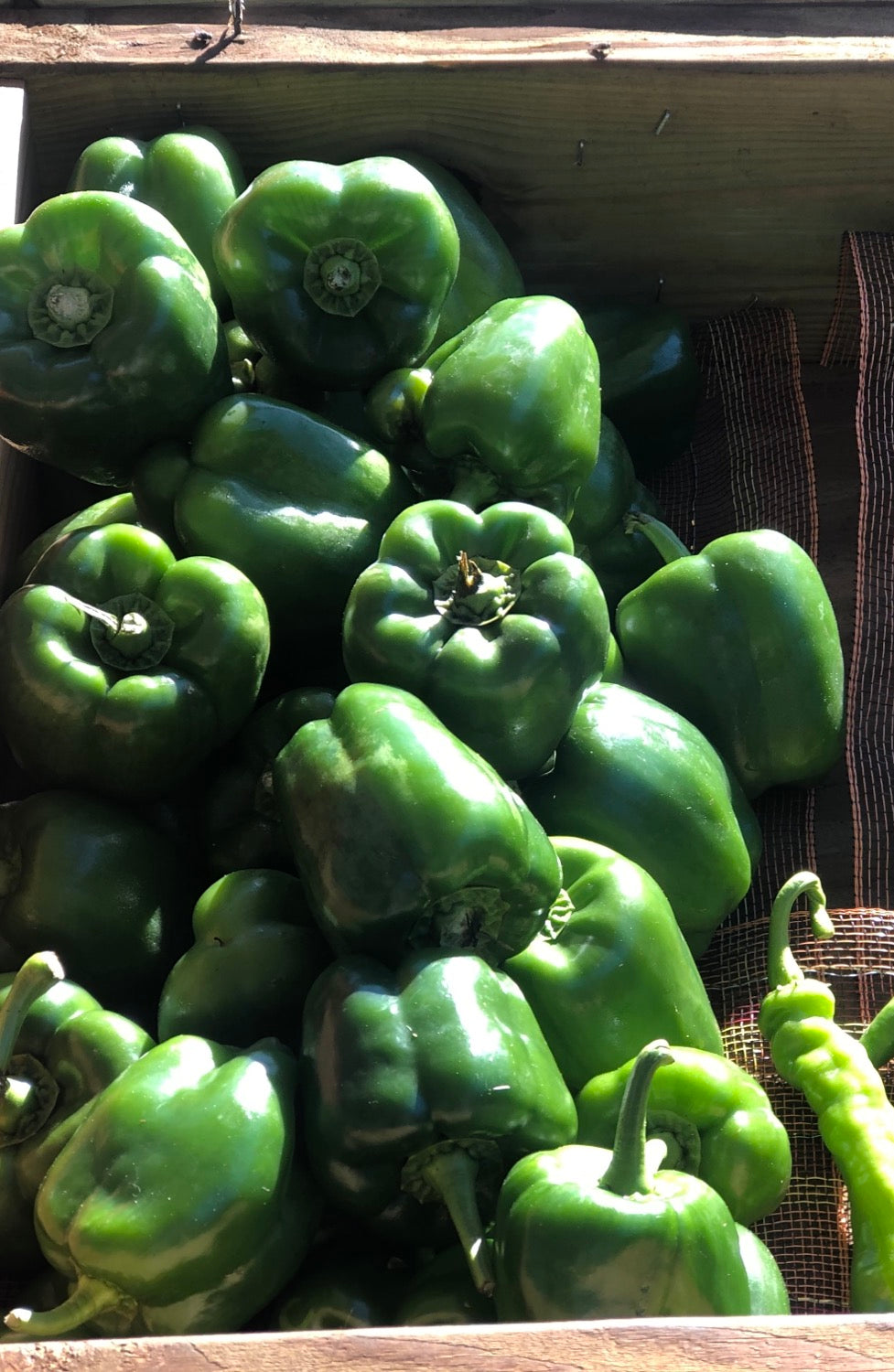 Green Bell Pepper image 1