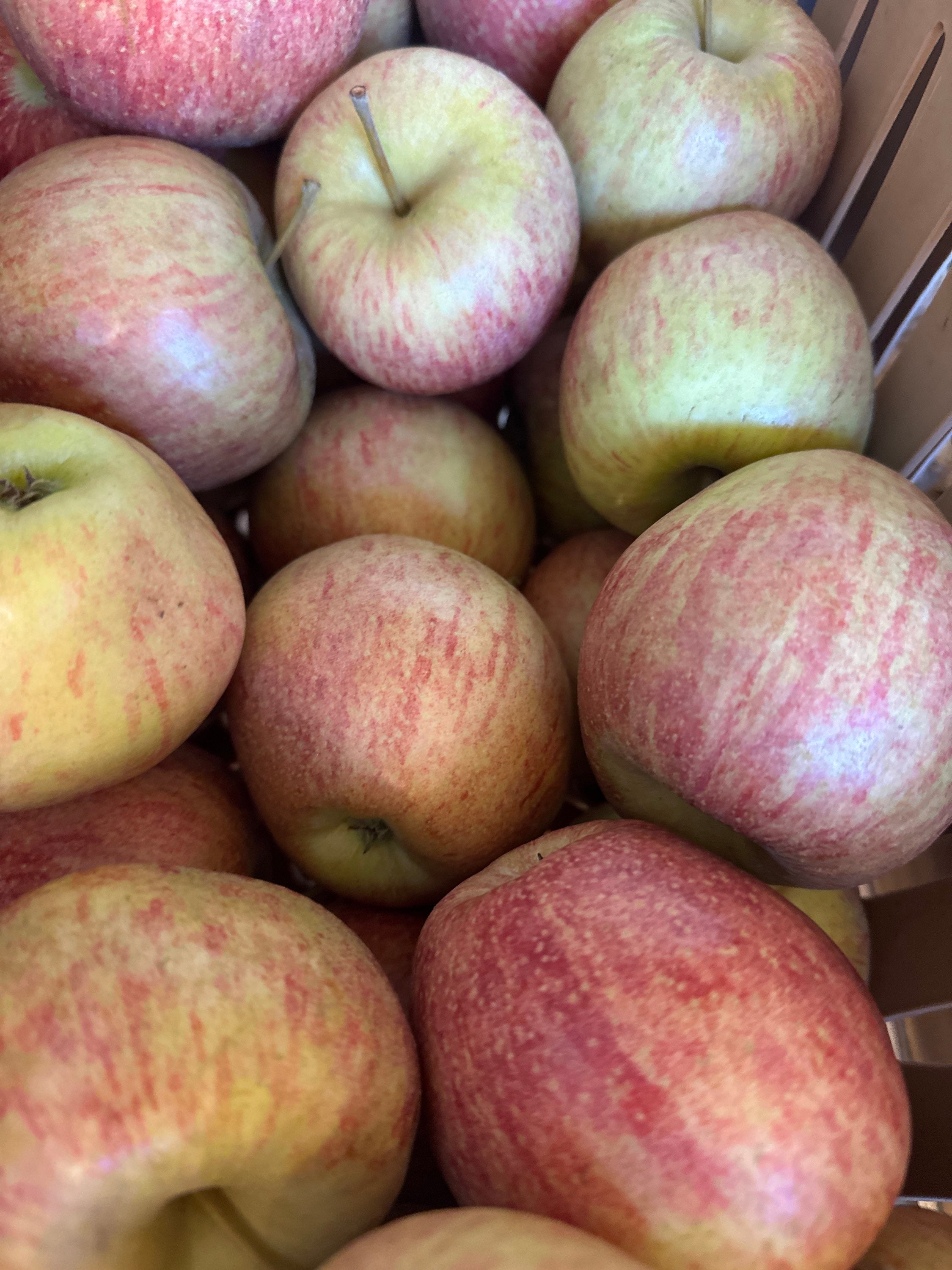 Cameo Apples  image 0