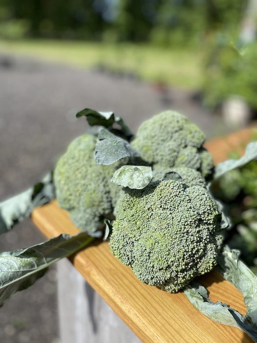 Local Broccoli - 1 pound – Farm 99