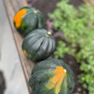 Acorn Squash- each image 1
