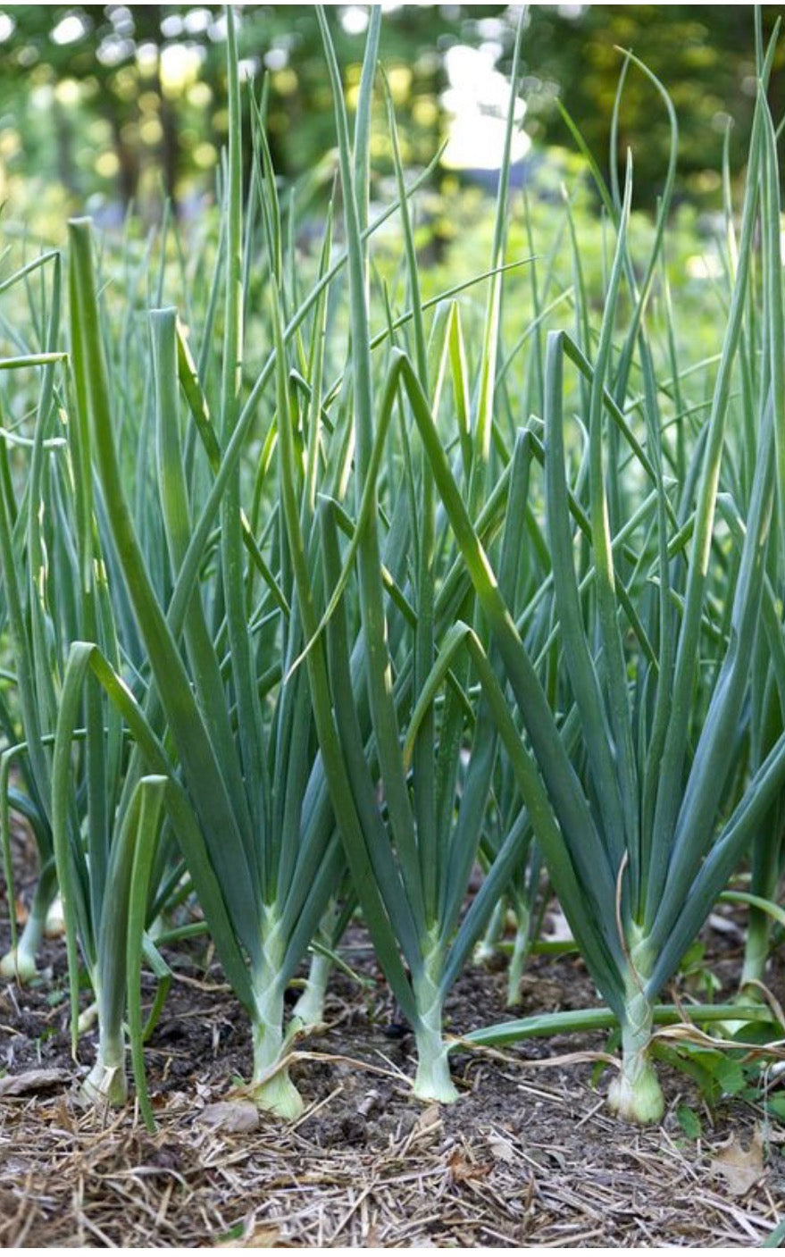 Green onions - Scallions image 2