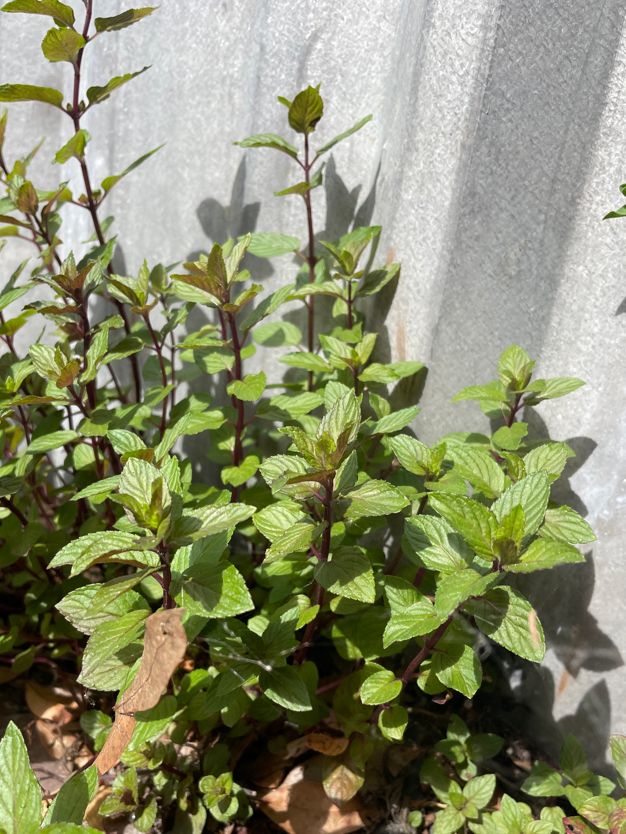 Fresh Cut Herbs image 7