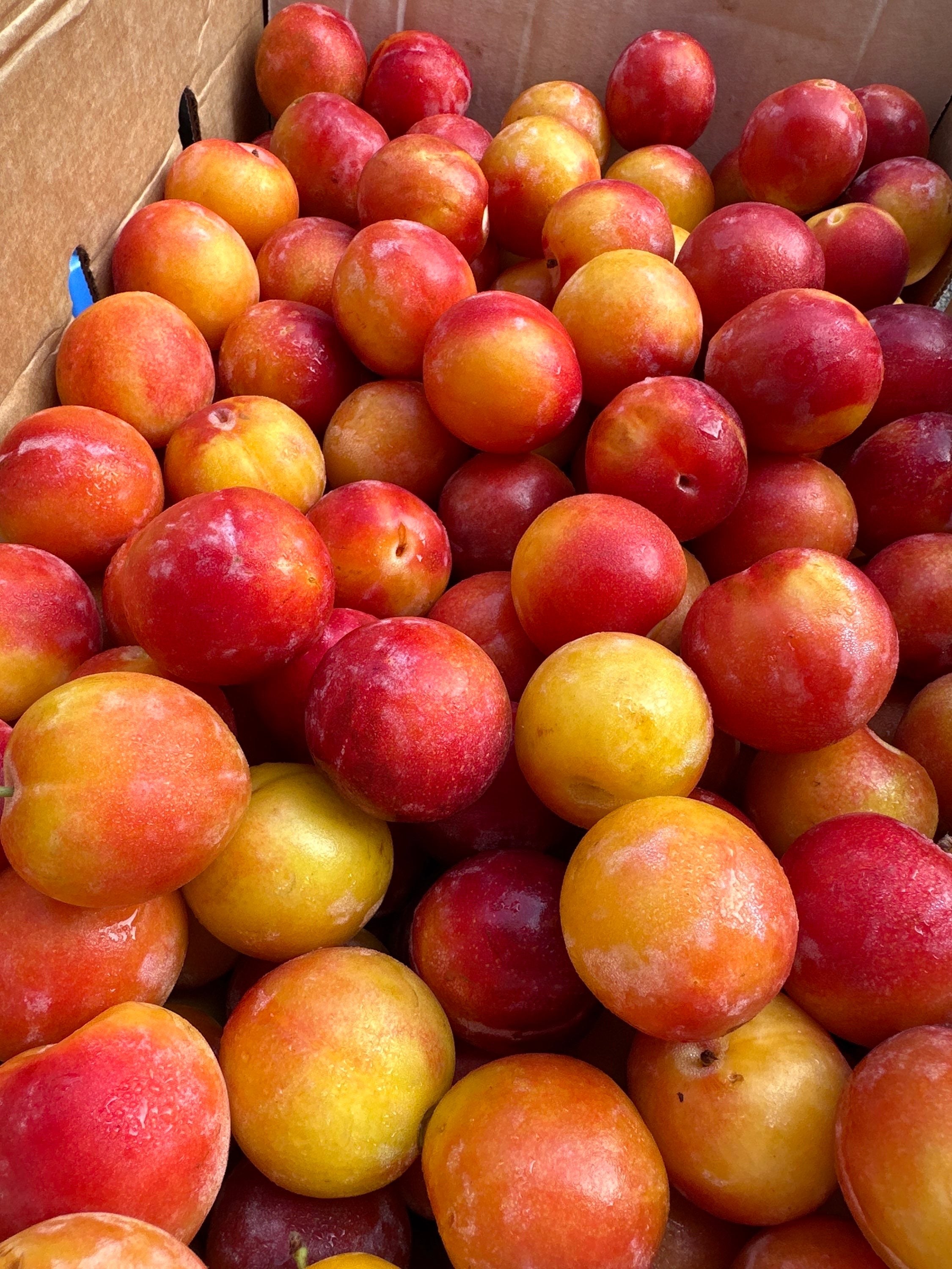 Cherry Plums per pint image 1
