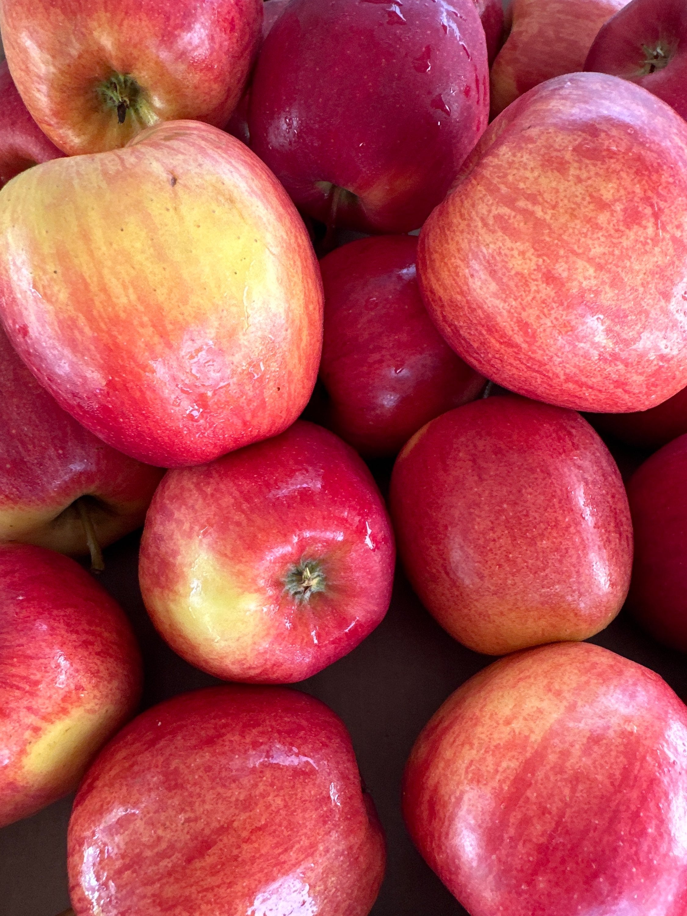 Ambrosia Apples  image 0