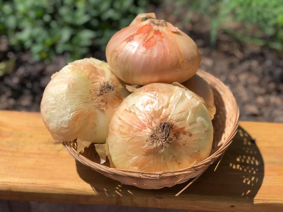 Sweet Onions- each image 0