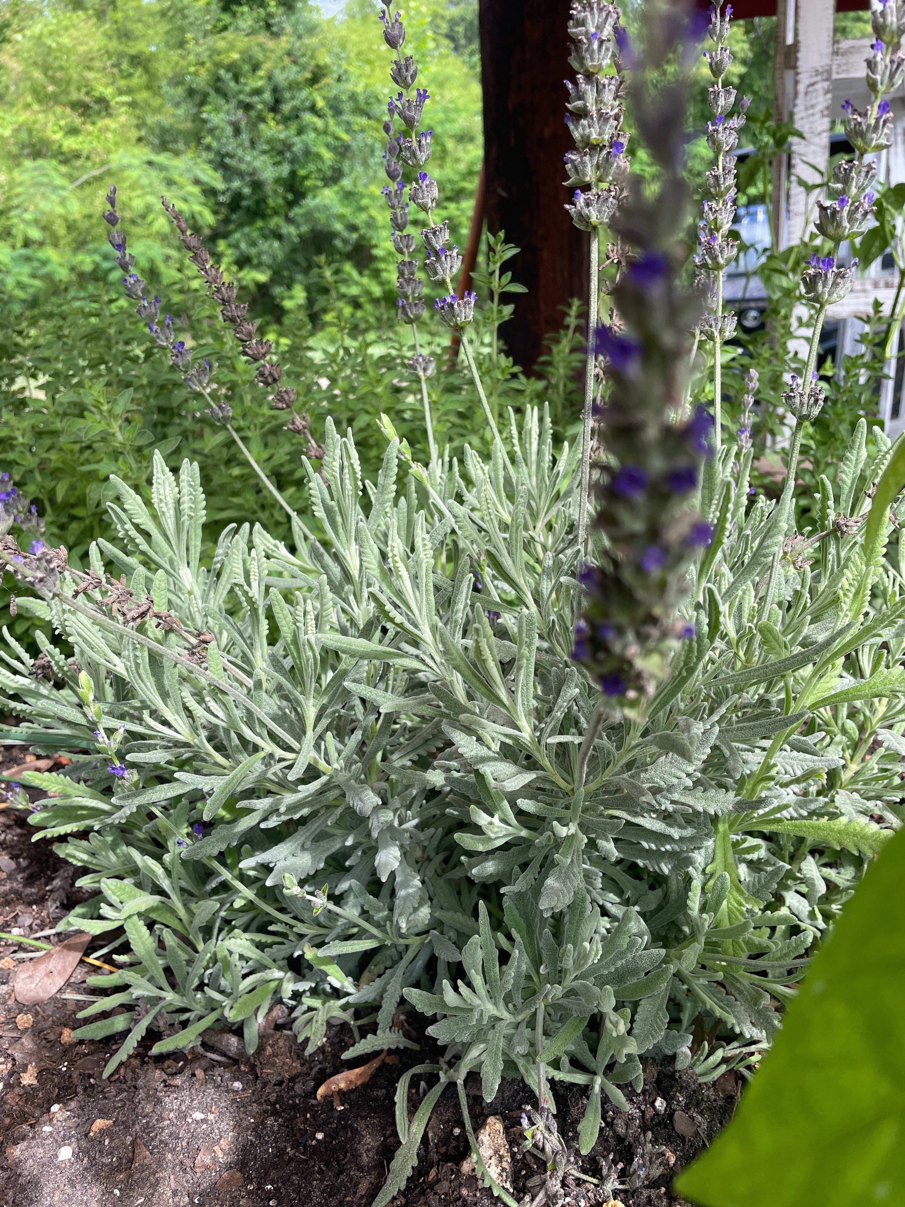 Fresh Cut Herbs image 6