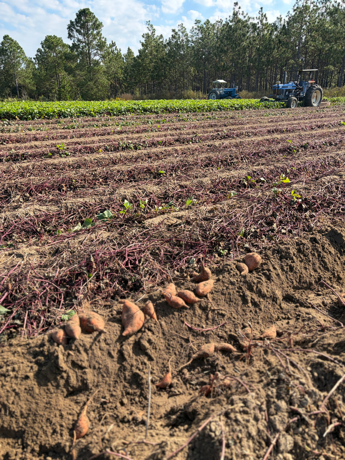 Local Sweet Potatoes - per LB