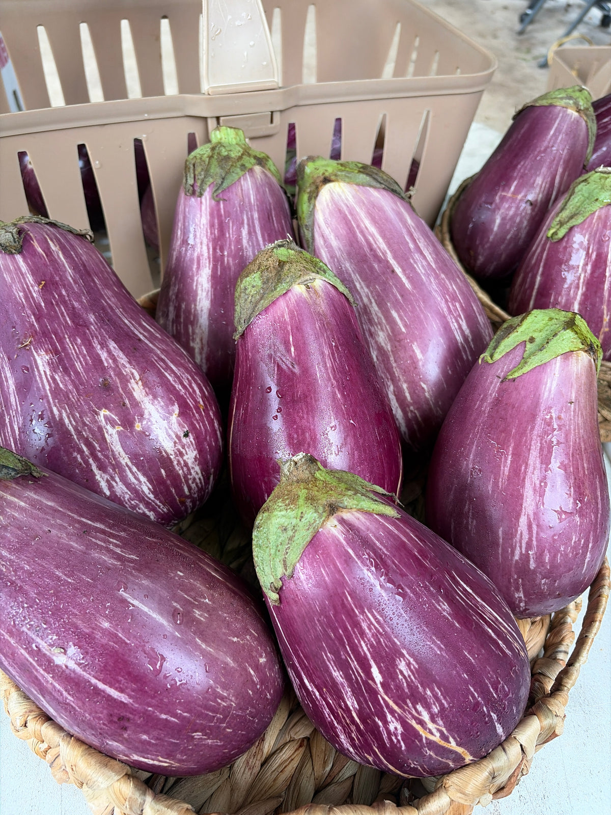 Graffiti Heirloom Eggplants- each