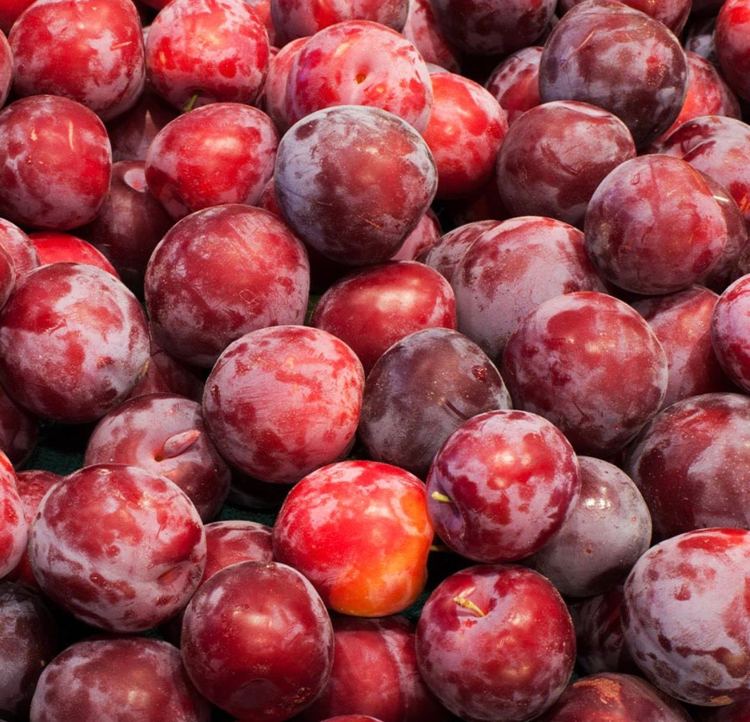 Santa Rosa Plums- Pint