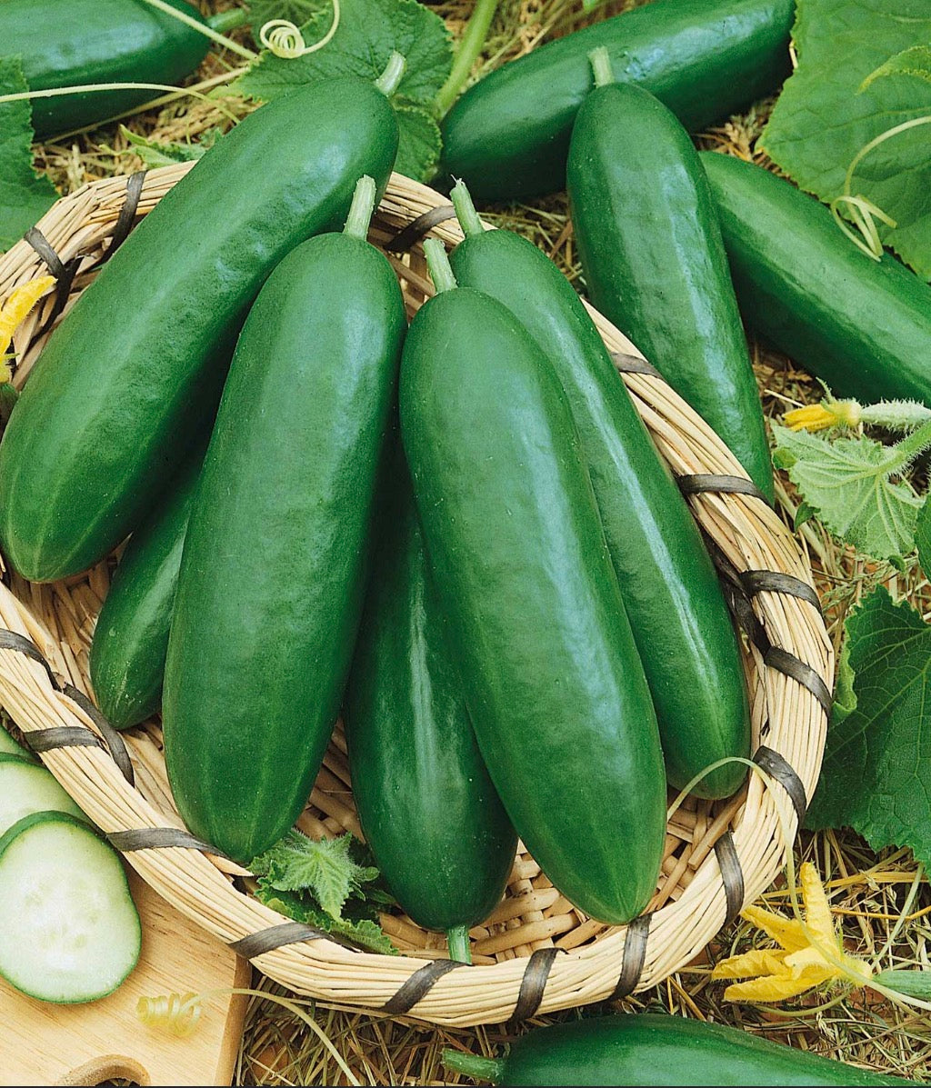 Slicing Cucumbers