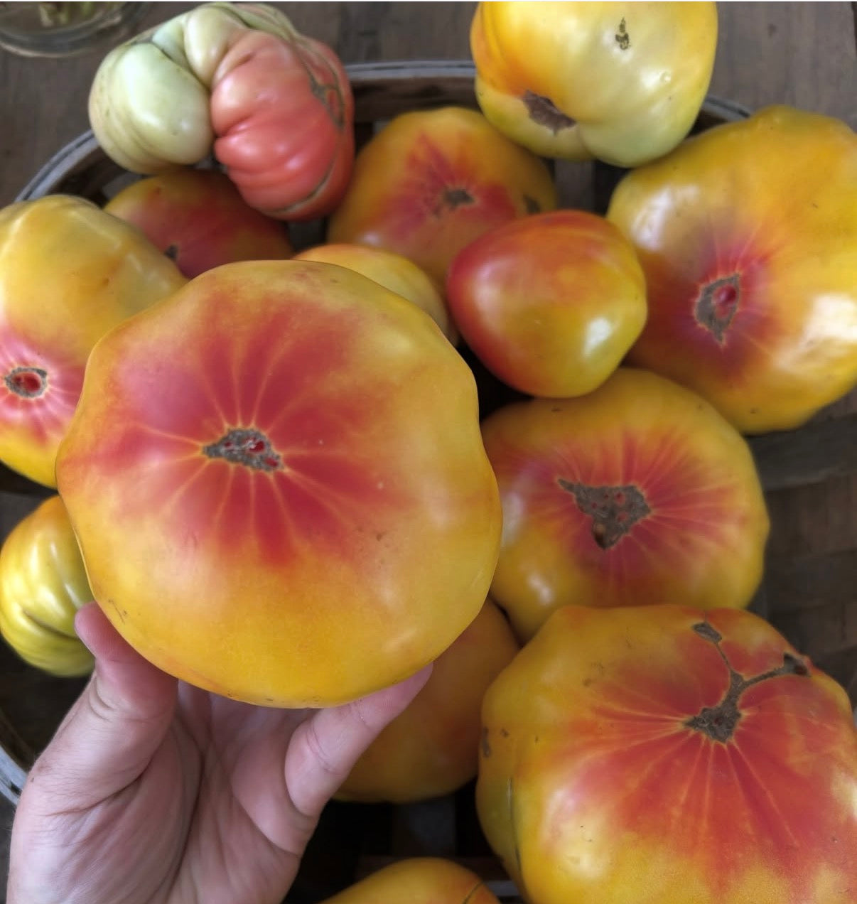 Heirloom Ugly tomatoes- ( pound )