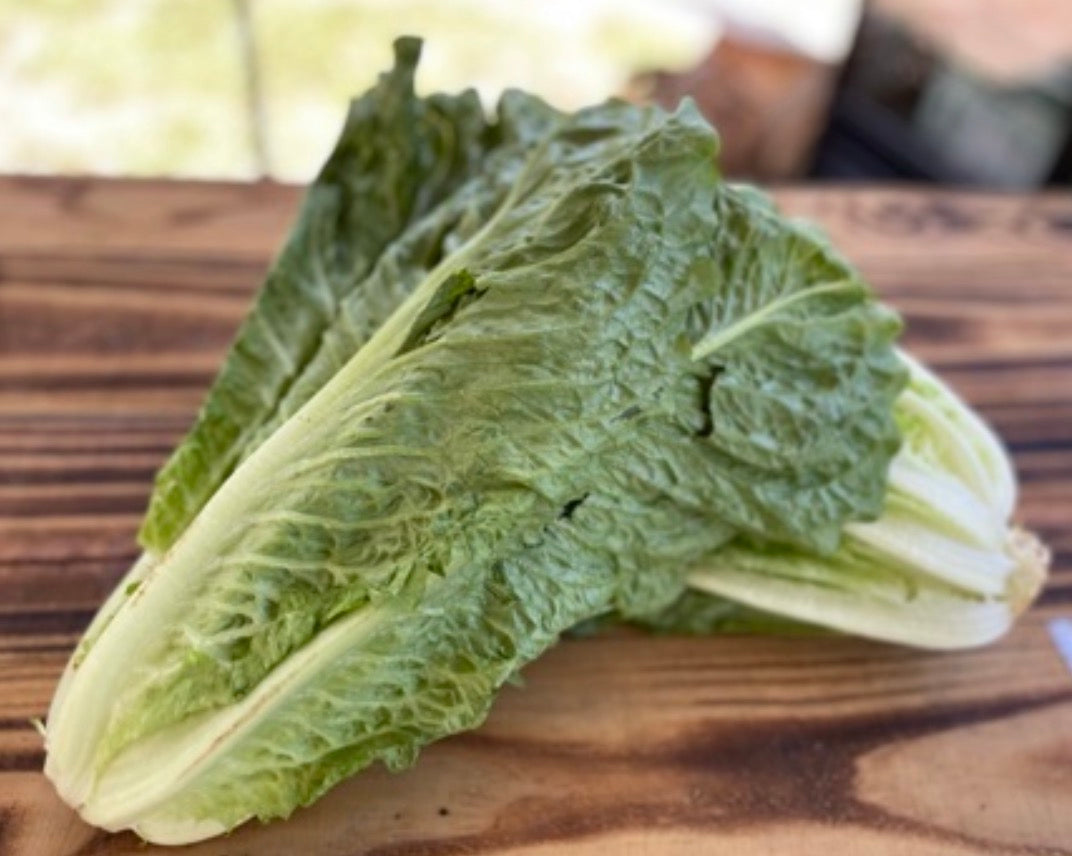Large Romaine Lettuce