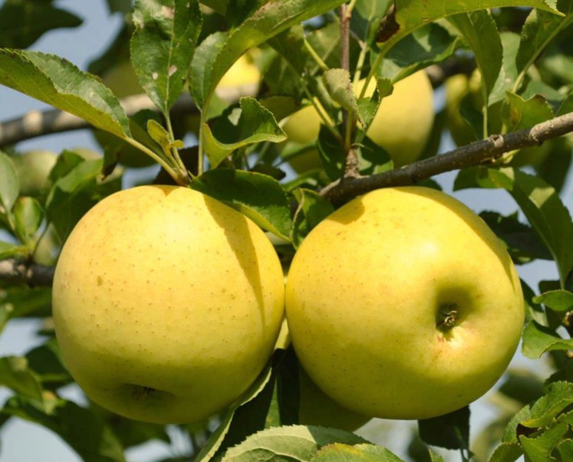 Golden delicious Apple bag 2#