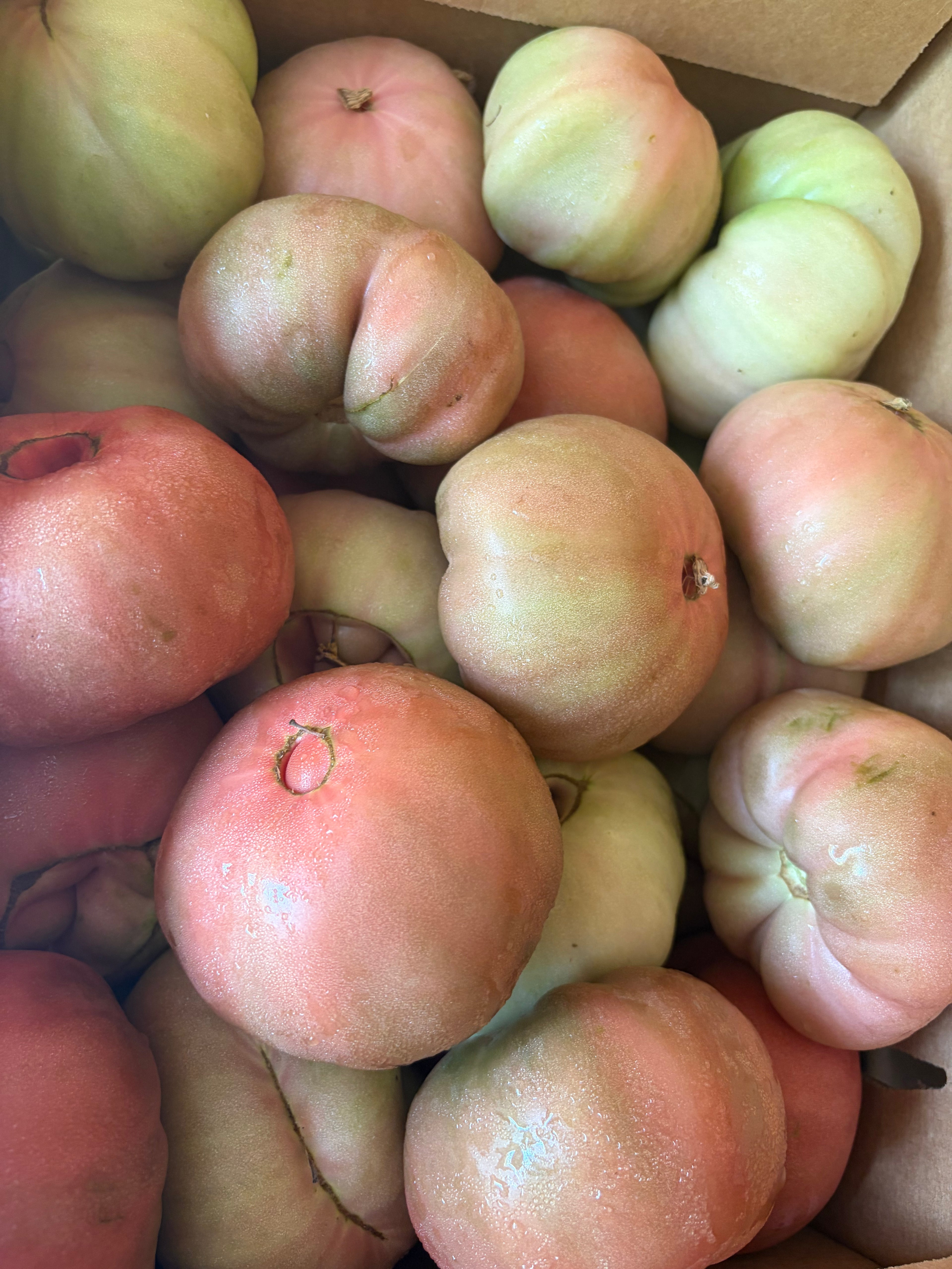 Cherokee Purple Heirloom Tomato - each
