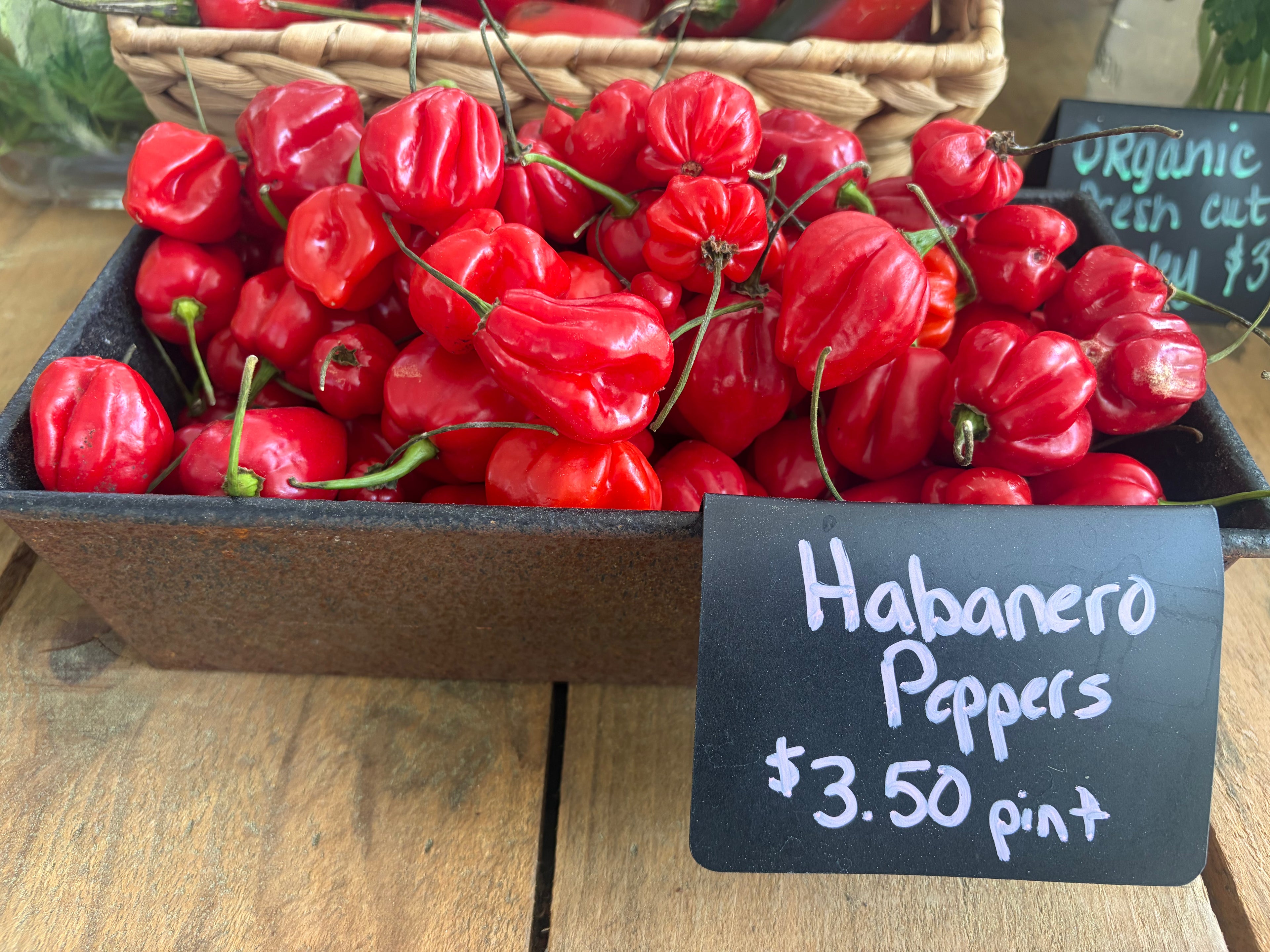 Red Habanero Peppers- pint