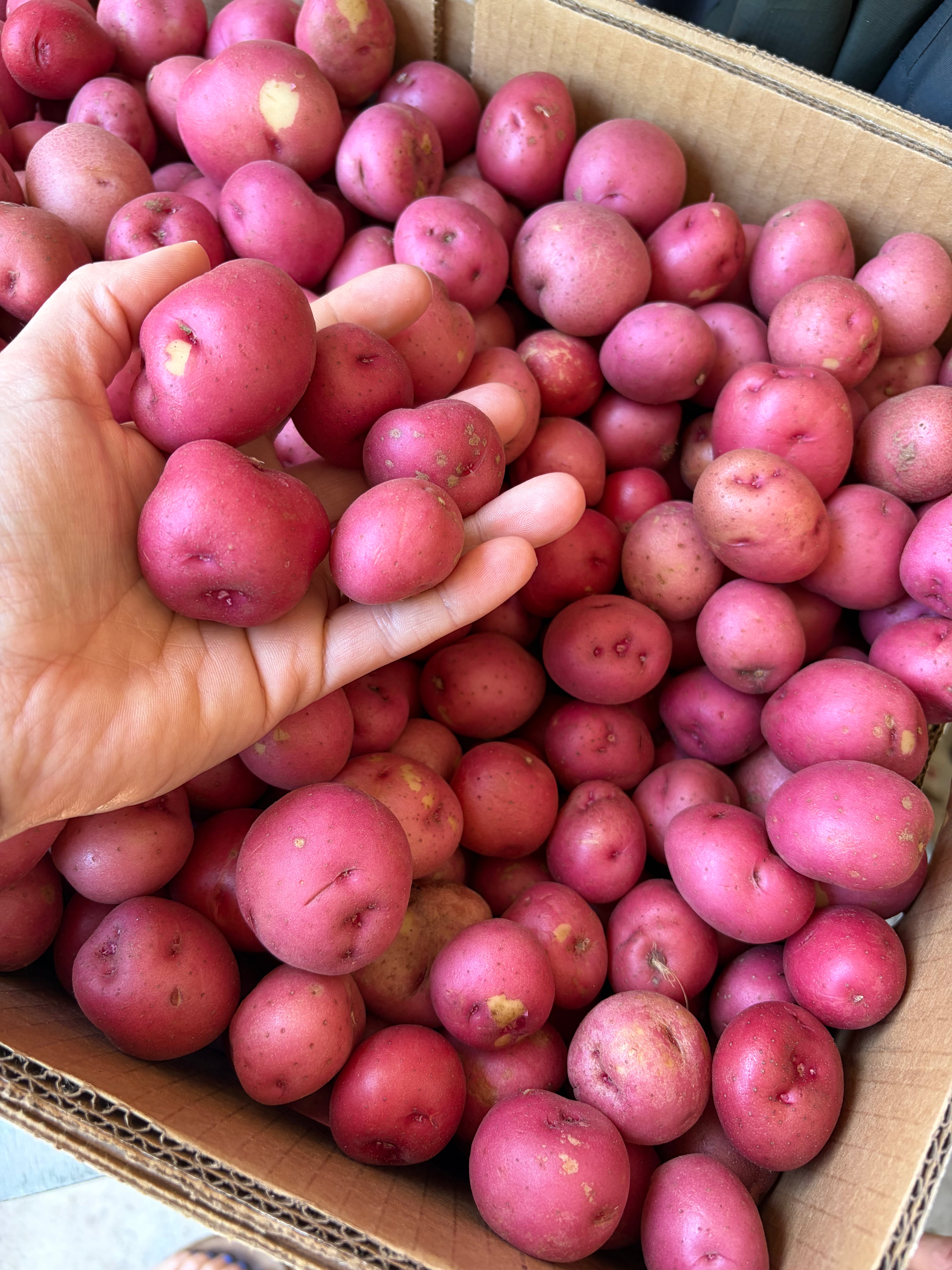 New red potatoes- South Fl
