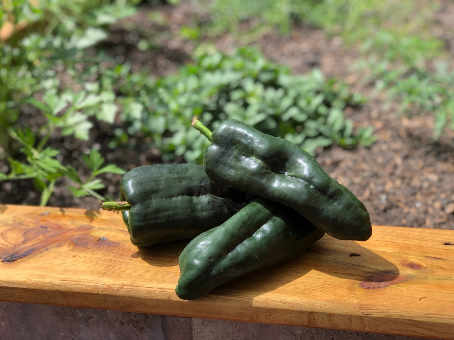  Poblano peppers- each image 0