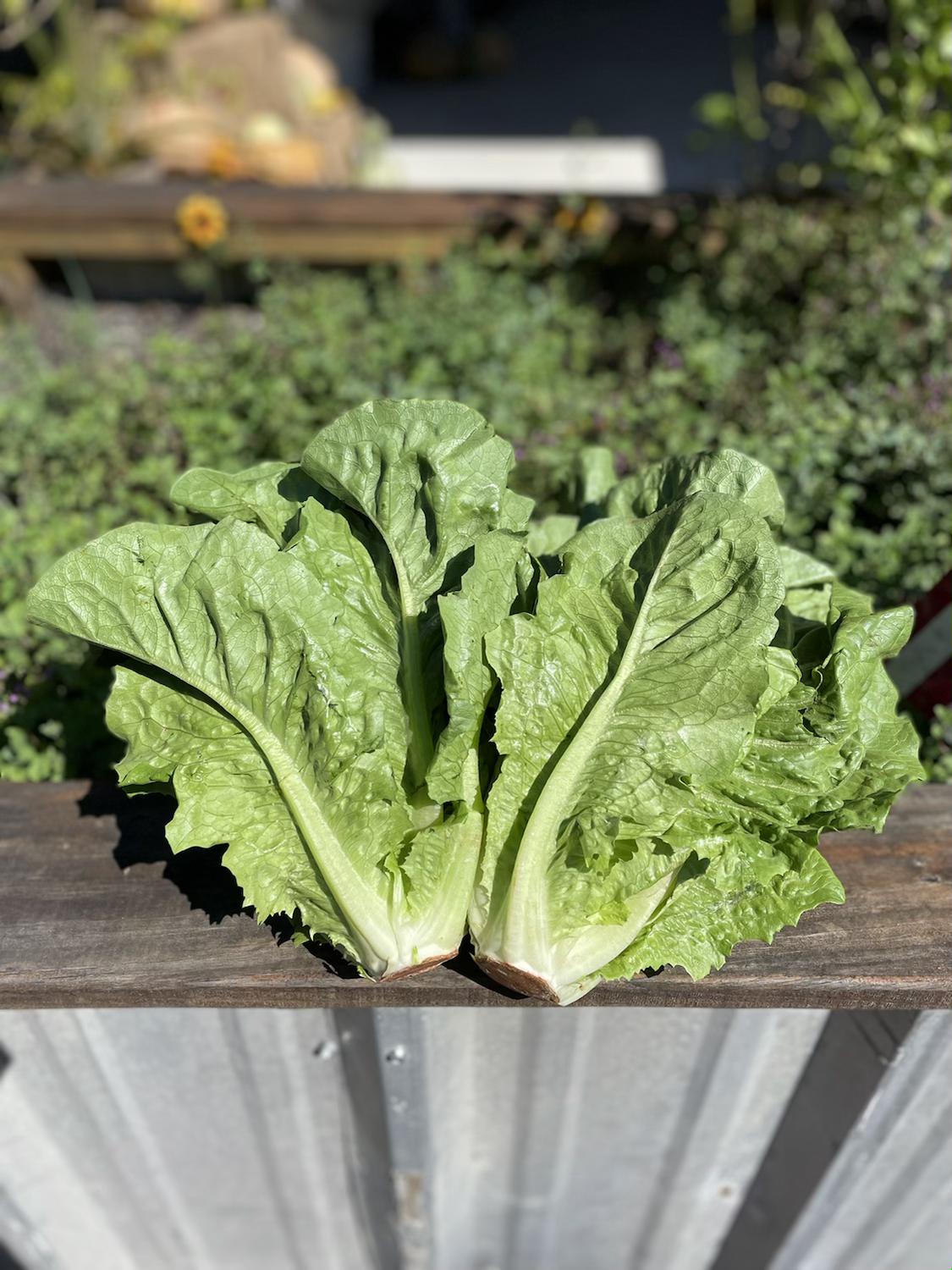 Romaine Lettuce  image 0