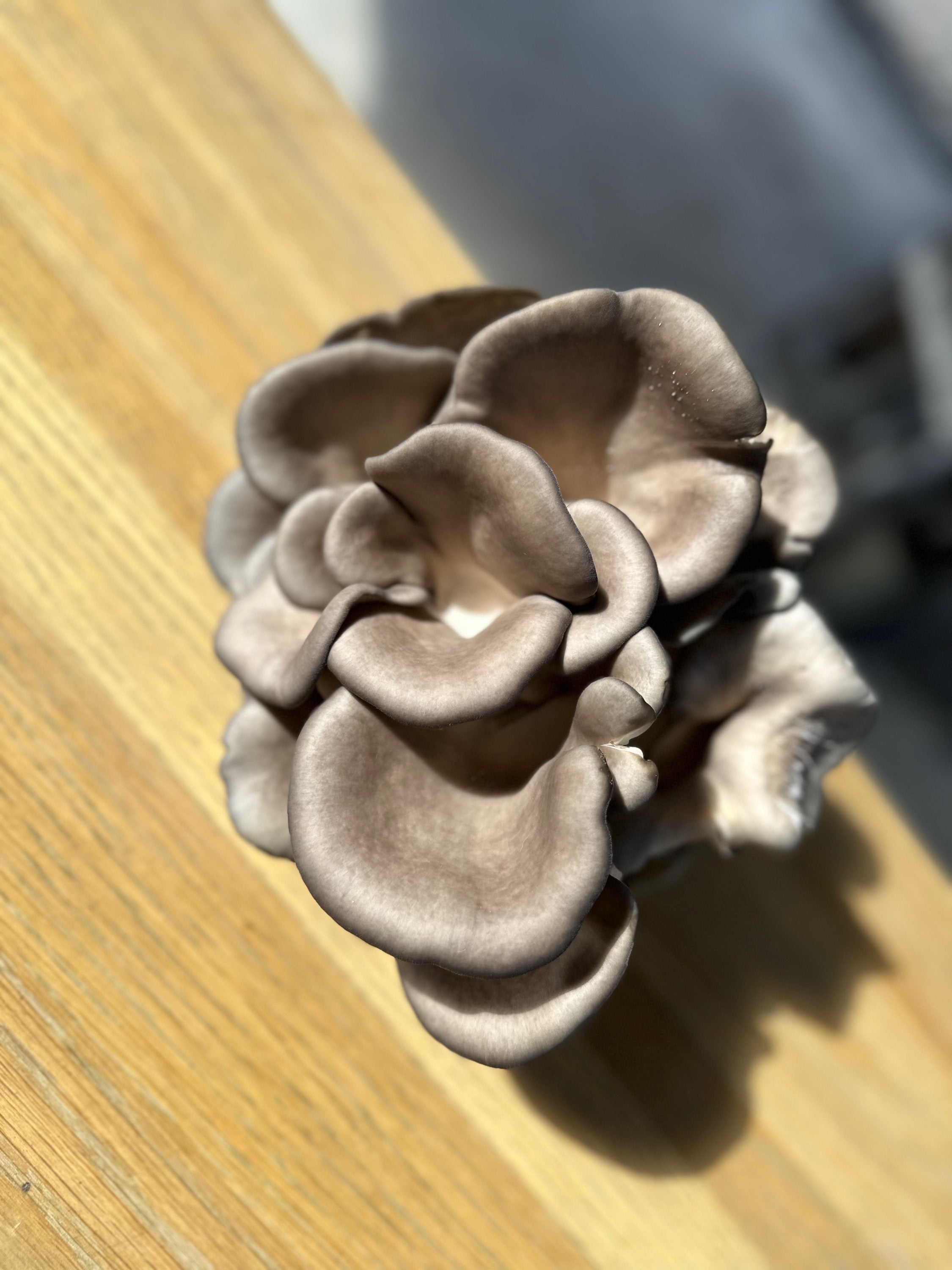 Blue Oyster Mushrooms- 8 oz image 1