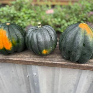 Acorn Squash- each image 0