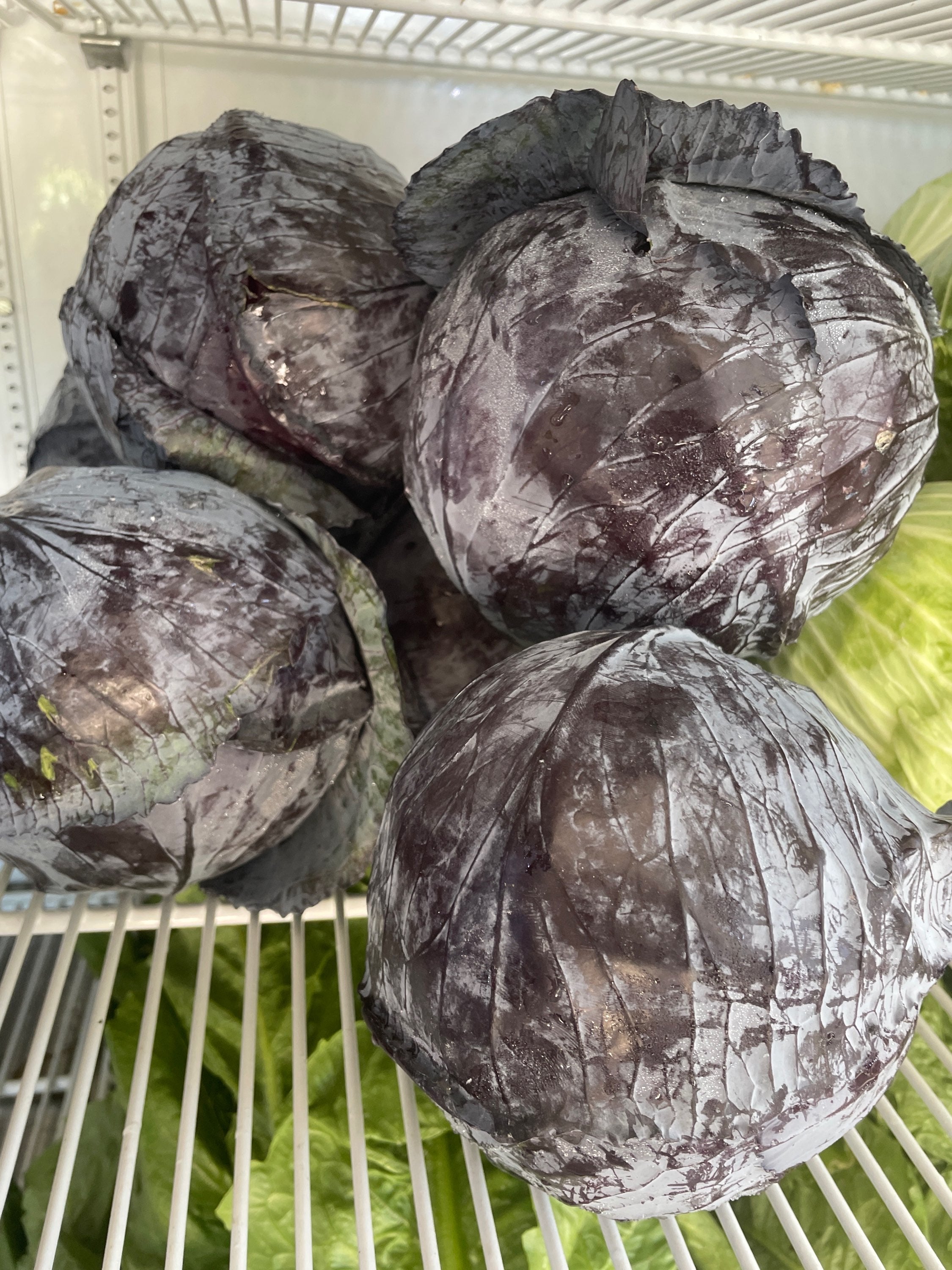 Red Cabbage  image 0