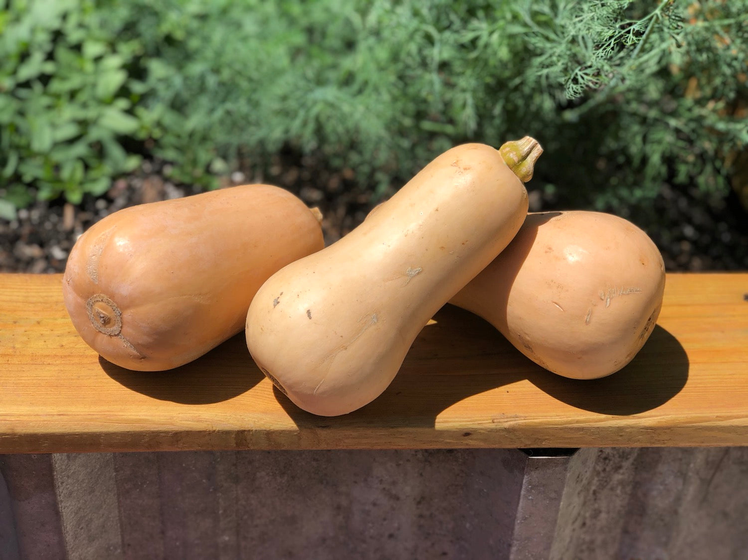 Butternut Squash image 0
