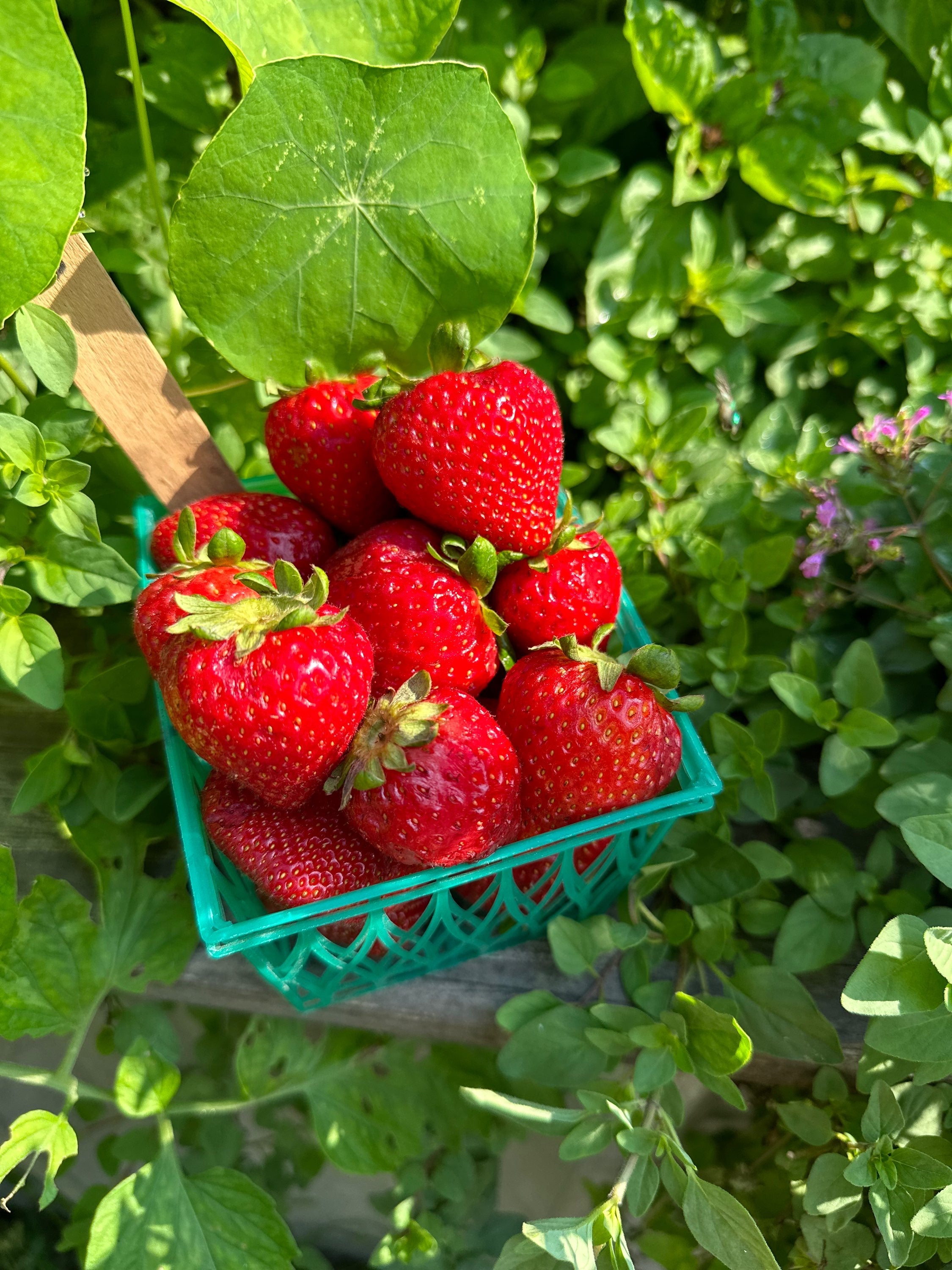 Strawberries Local- 1# image 0