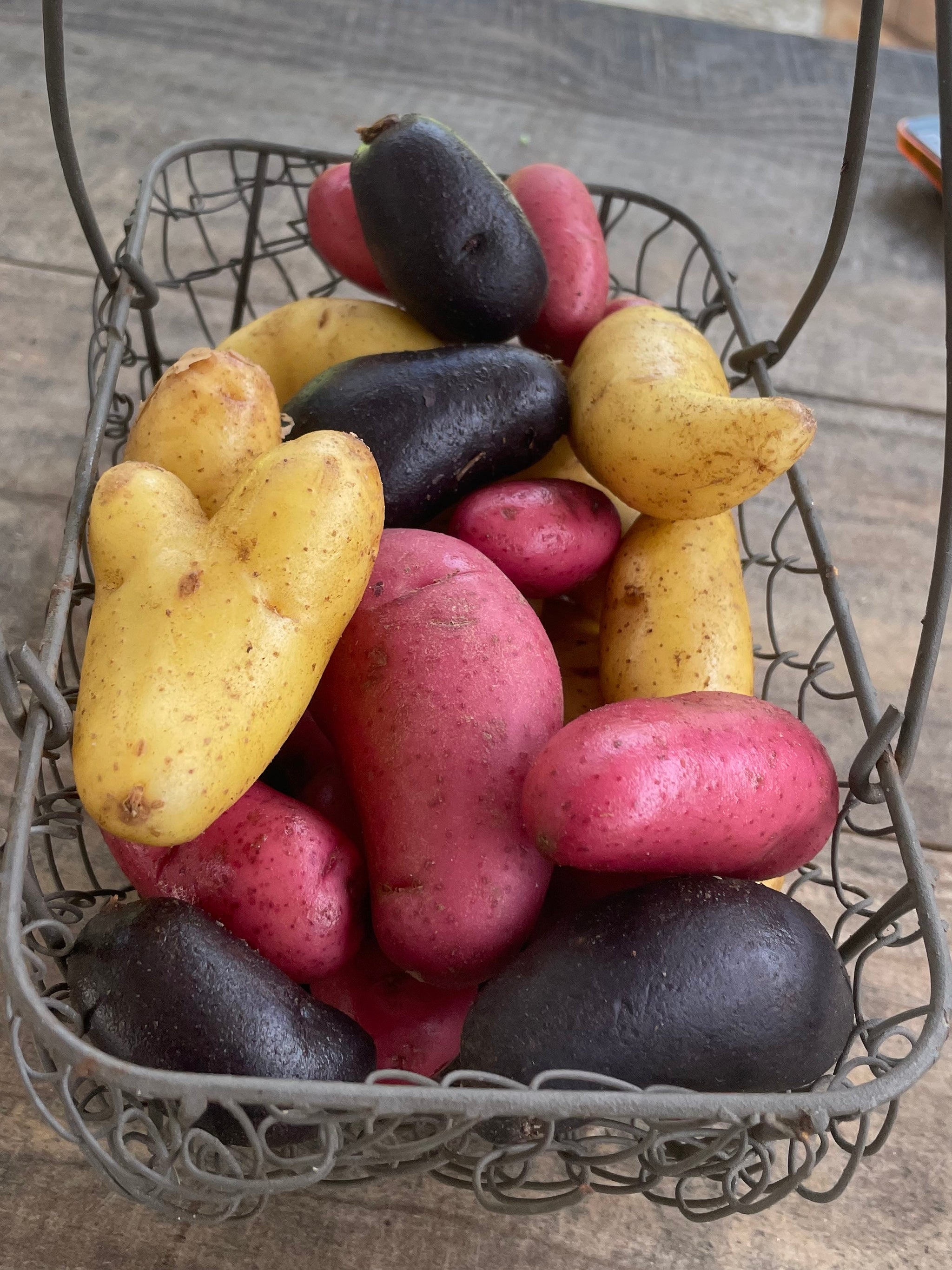 Rainbow fingerling potatoes- 1.5# image 0