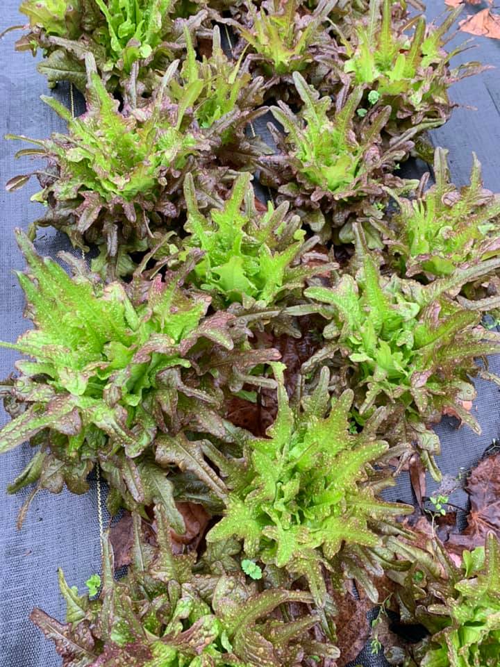 Bronze Beauty Lettuce image 0