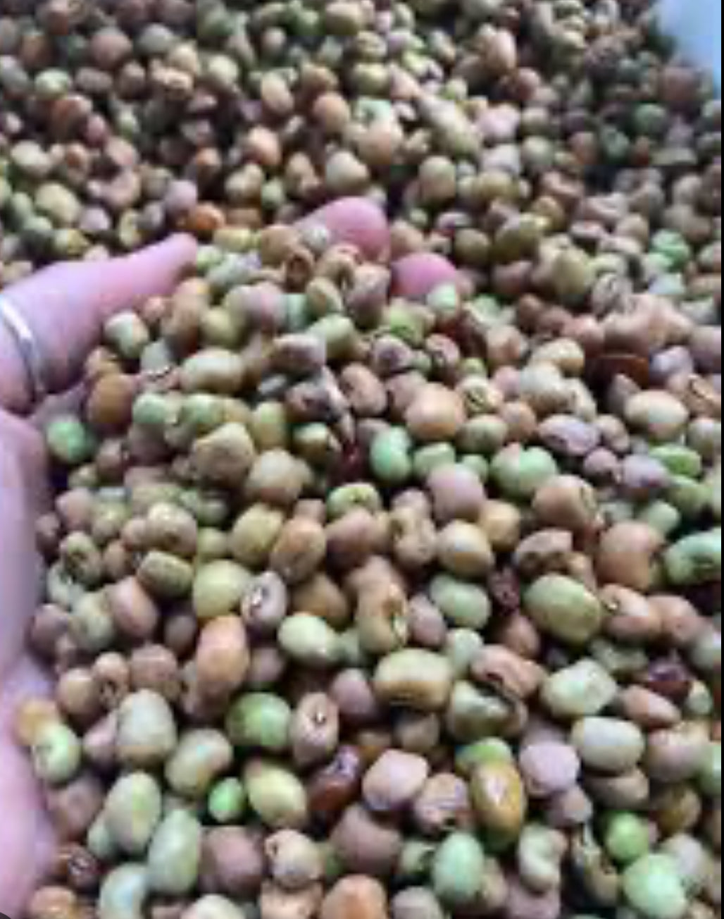 Top pick Crowder Peas- 1#  image 0