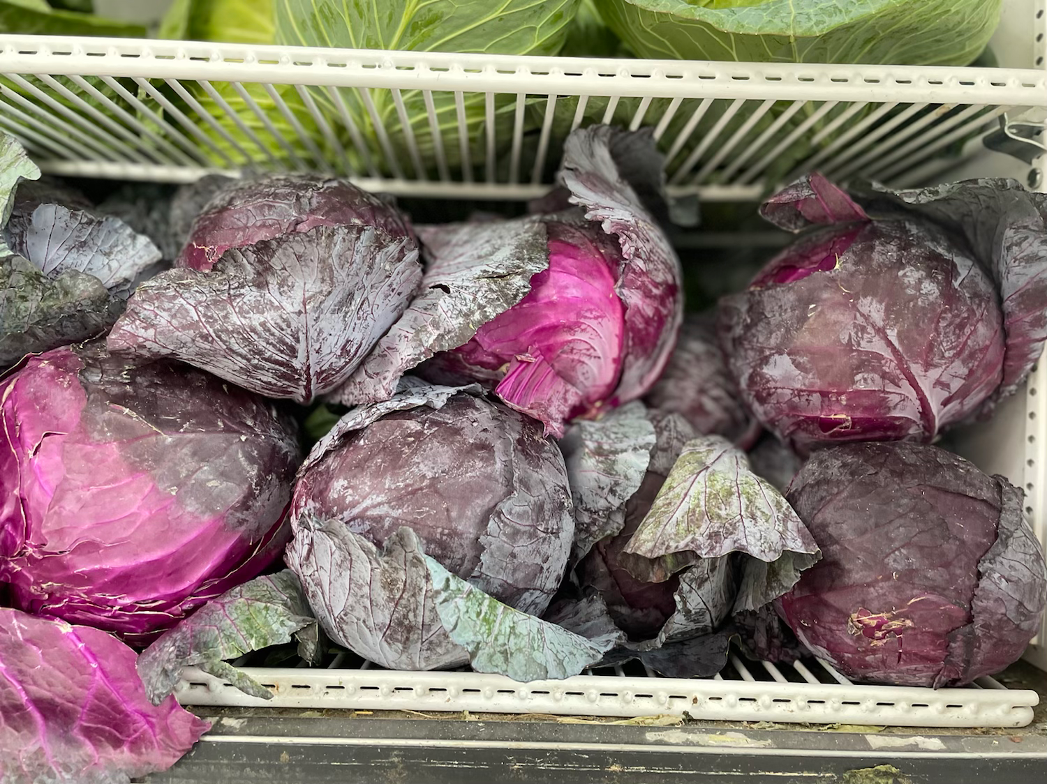 Red Cabbage  image 1